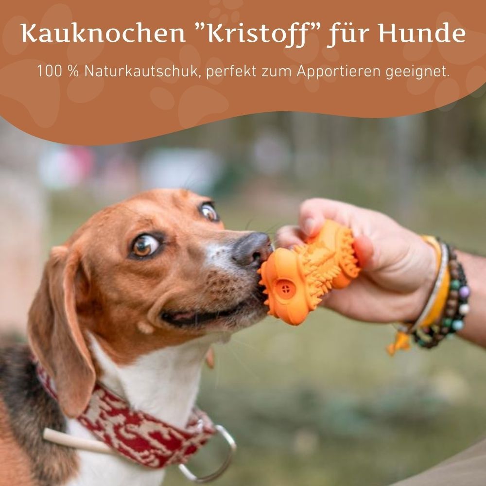 Ein orangefarbener Quietschknochen aus Naturkautschuk wird von einer Person einem Hund hingehalten. Der Hund nimmt ihn ins Maul.