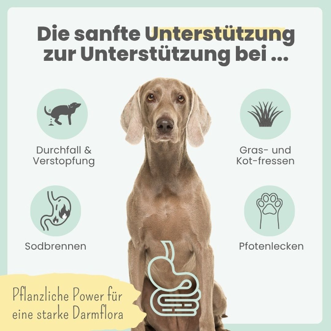 Hund mit Icons für Verdauungsprobleme: Durchfall, Sod­brennen, Grasfressen.