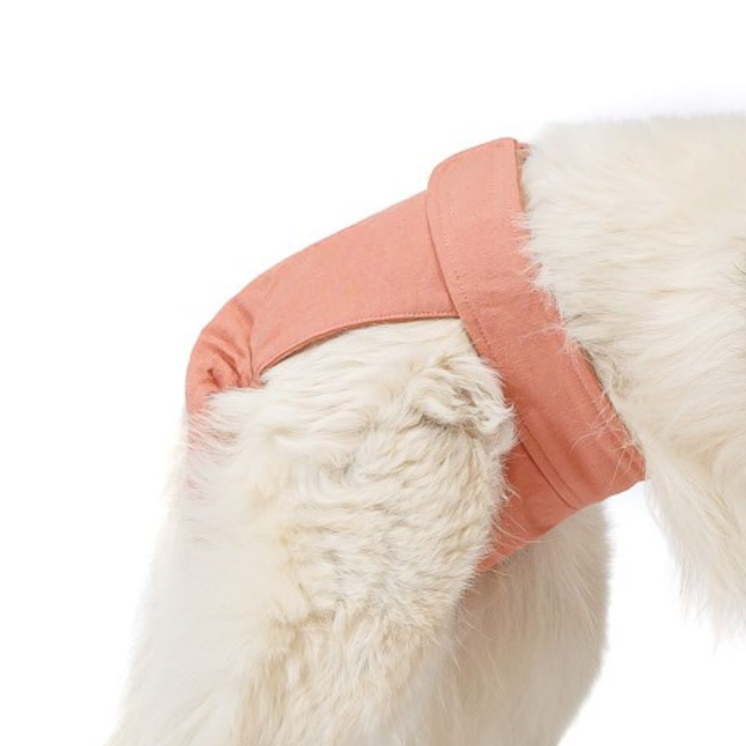 Nahaufnahme eines rosafarbenen Läufigkeitshöschens am Hund. Weißer Hintergrund.