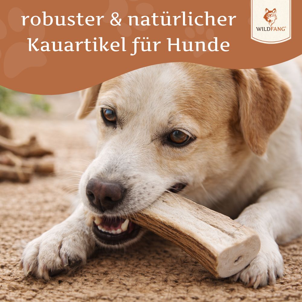 Ein Labrador-Mischling kaut auf einer halben Rothirschgeweih-Kaustange im Freien.