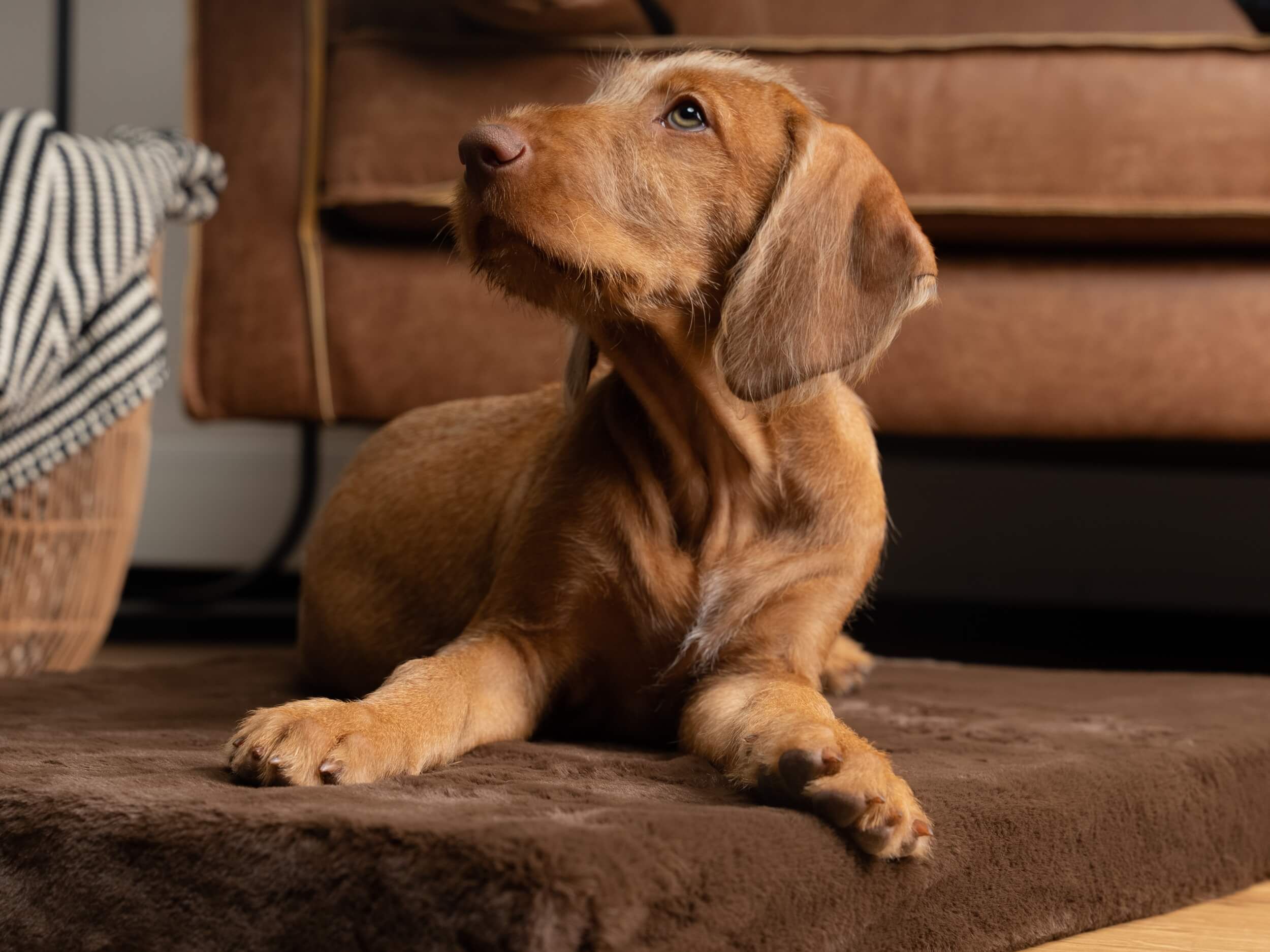 Hund liegt auf einer braunen Hundematratze und schaut nach oben.