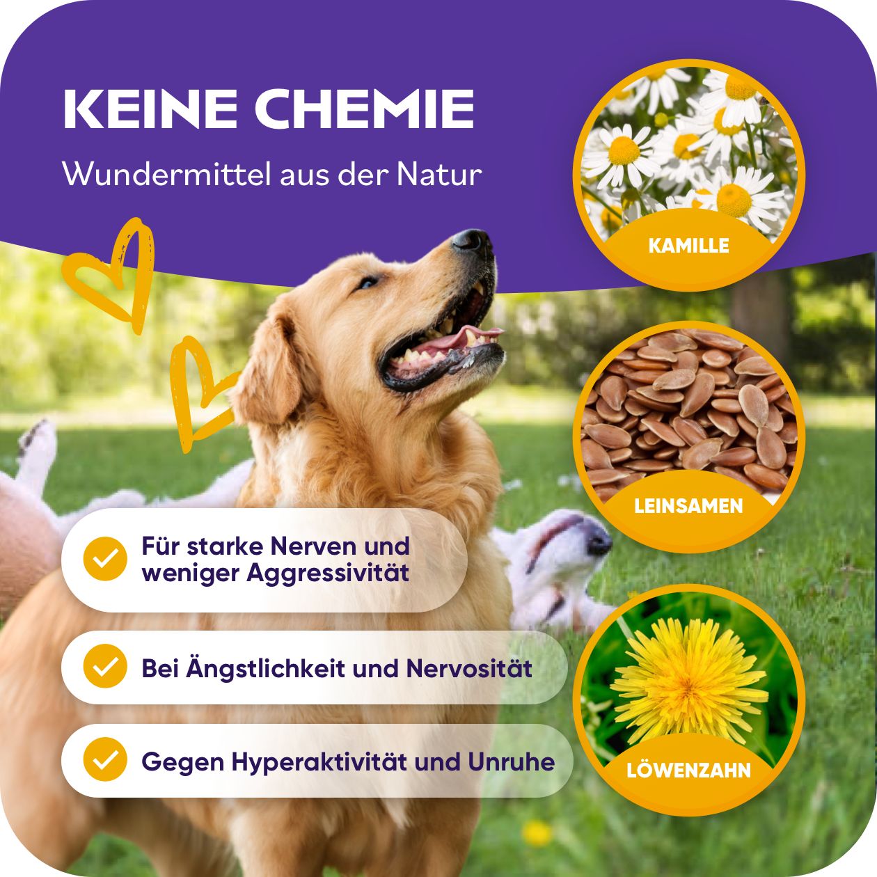 Produktglas mit lila Etikett, Hund. Text: Keine Chemie. Kamille, Leinsamen, Löwenzahn. Hunde.