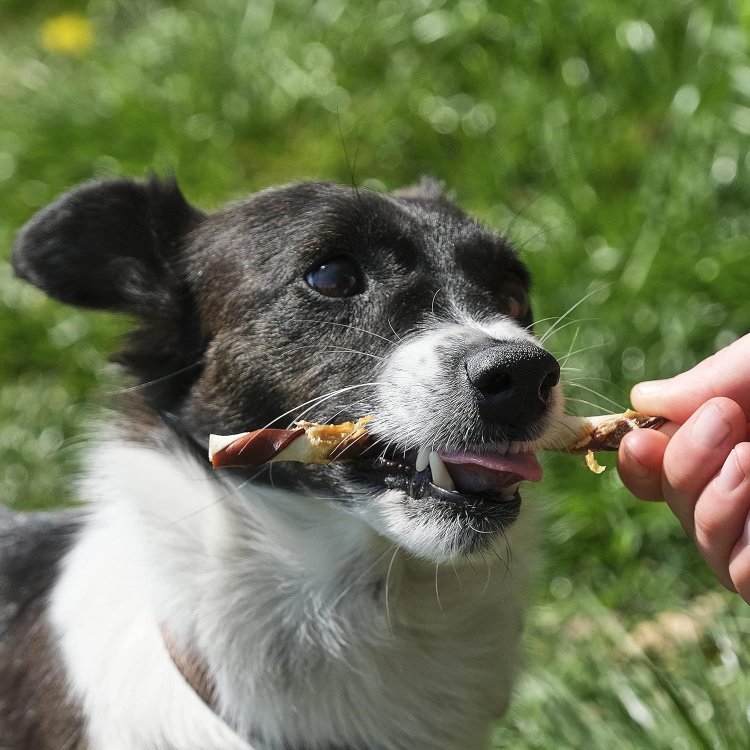 Hund frisst einen gedrehten Stick, gehalten von einer Hand. Gras im Hintergrund.