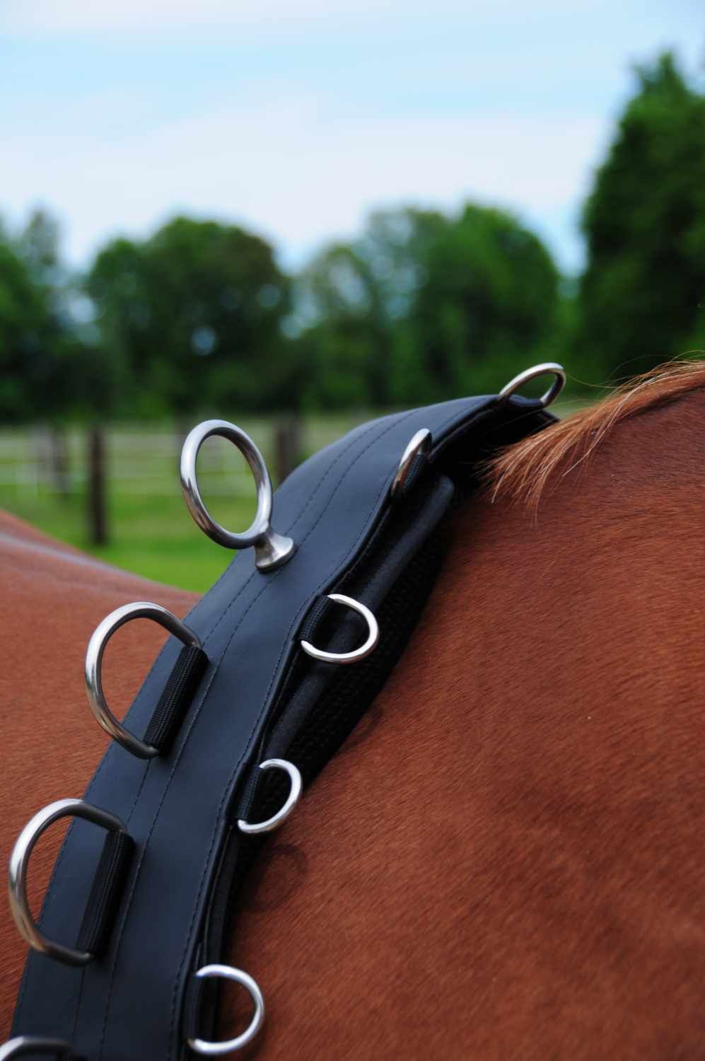 Schwarzer Longiergurt mit Metallringen. Auf dem Pferderücken platziert. Im Hintergrund Bäume und Himmel.