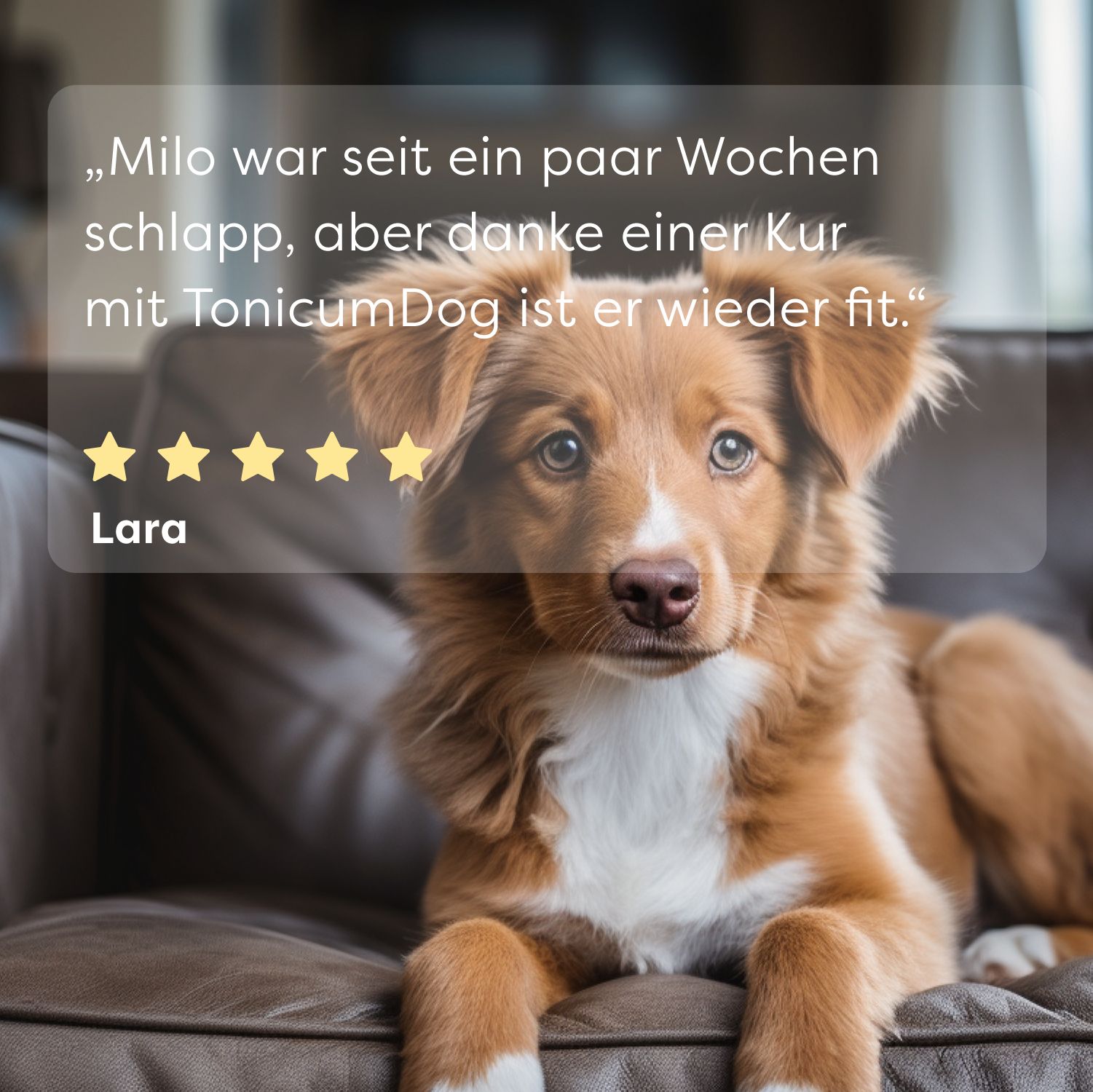 Hund auf Couch. Zitat: „Milo war wieder fit“ nach Kur mit TonicumDog. 5 Sterne Bewertung. Name: Lara.