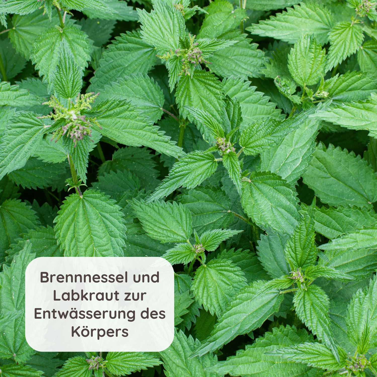 Nahaufnahme von Brennnesselblättern. Text: Brennnessel und Labkraut zur Entwässerung des Körpers.