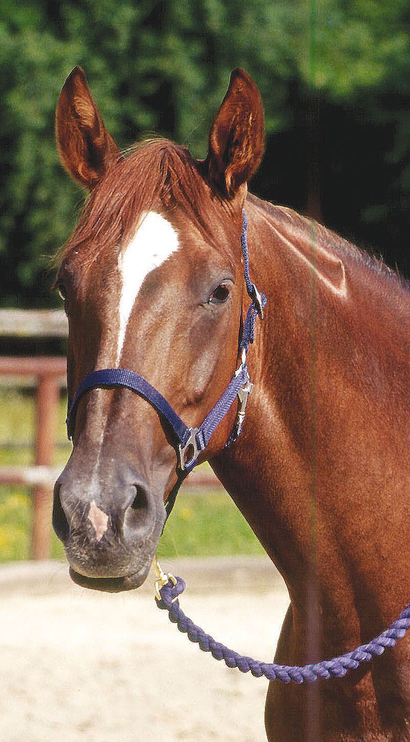 Blaues Perlonhalfter, Gr. 3, am Pferd. Mit Strick. Metallverschlüsse.