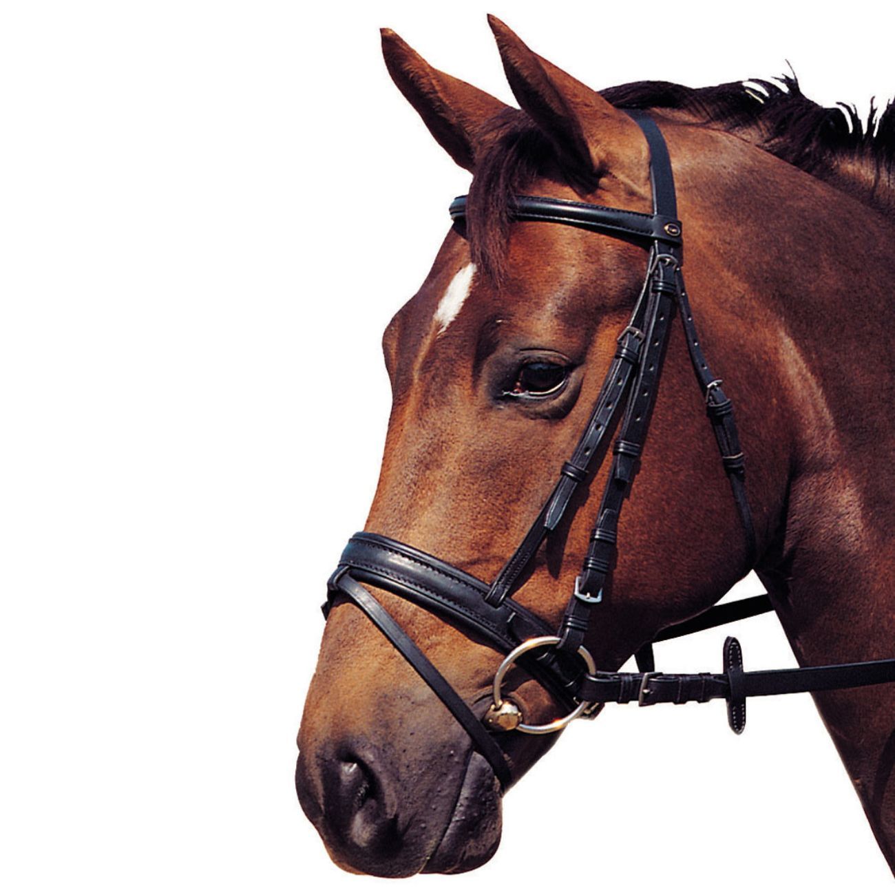 Braunes Pferd mit schwarzem Zaumzeug, Nahaufnahme. Weißer Streifen auf der Stirn.