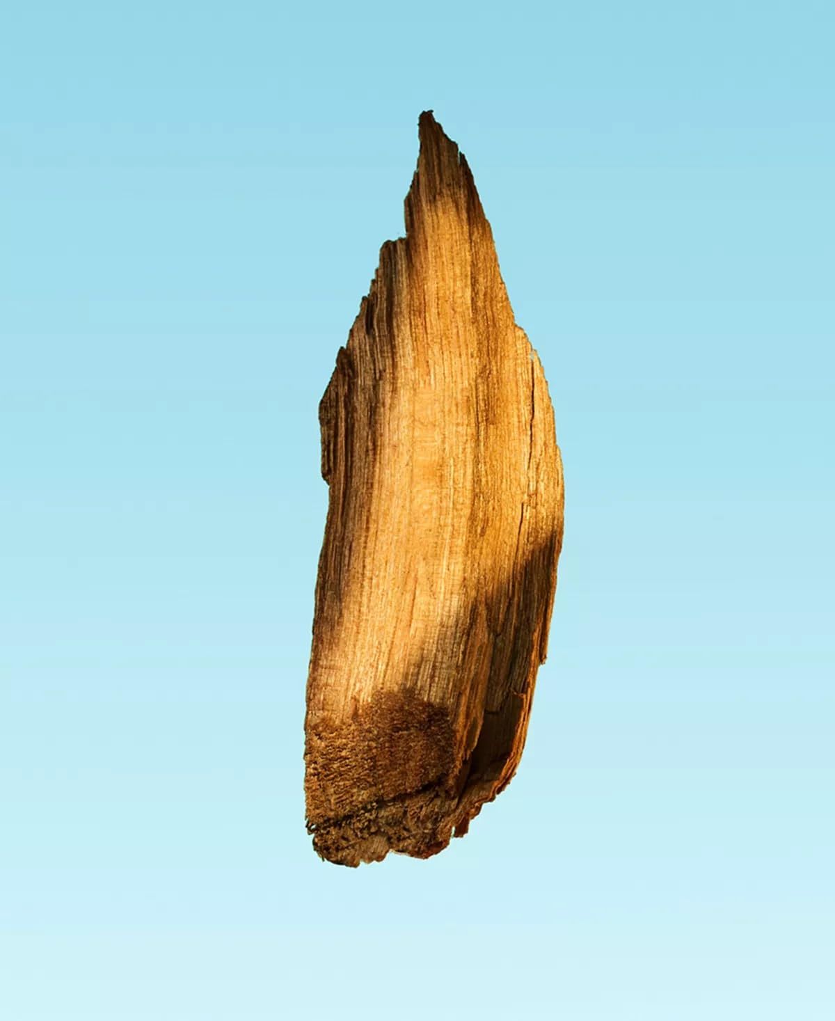 Stück Holz mit unregelmäßiger Form. Braune Farbe, Textur sichtbar. Vor blauem Hintergrund.