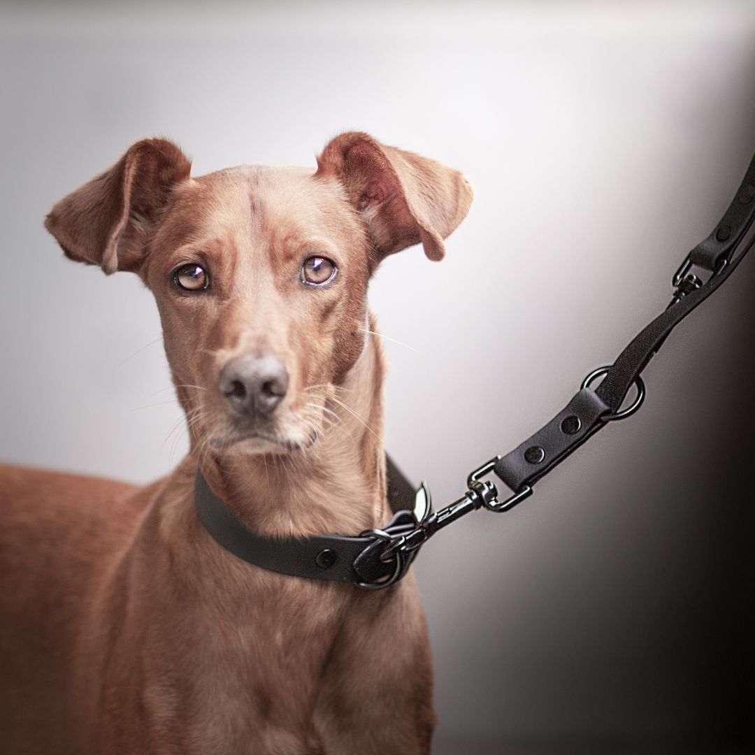Hund mit schwarzem Halsband und Leine. Karabinerhaken sichtbar.