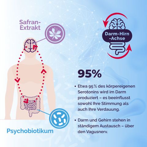 Infografik zum Thema Serotonin und Darm-Hirn-Achse. Illustration eines Körpers mit Pfeilen und Texten. Psychobiotikum und Safran-Extrakt.