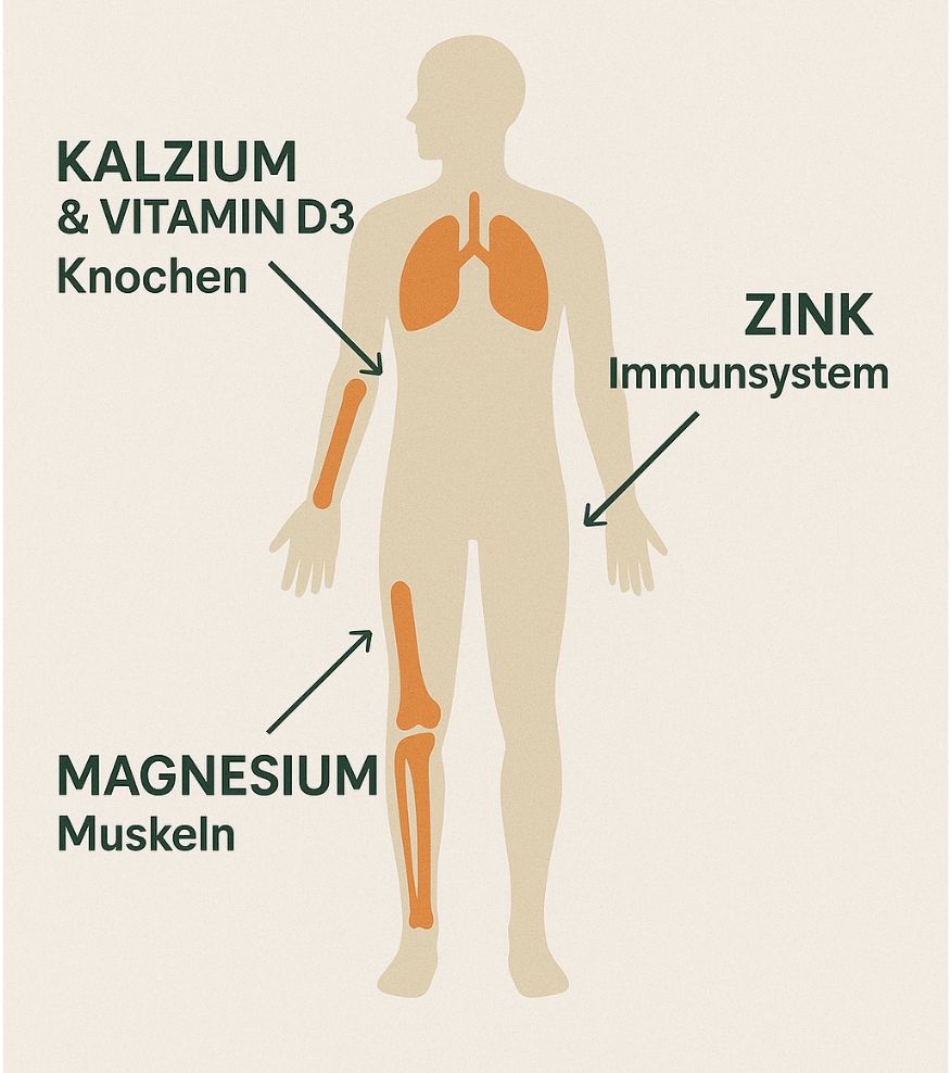 Schematische Darstellung eines menschlichen Körpers. Markierungen für Knochen, Muskeln, Immunsystem, Lunge. Pfeile mit Bezeichnungen.