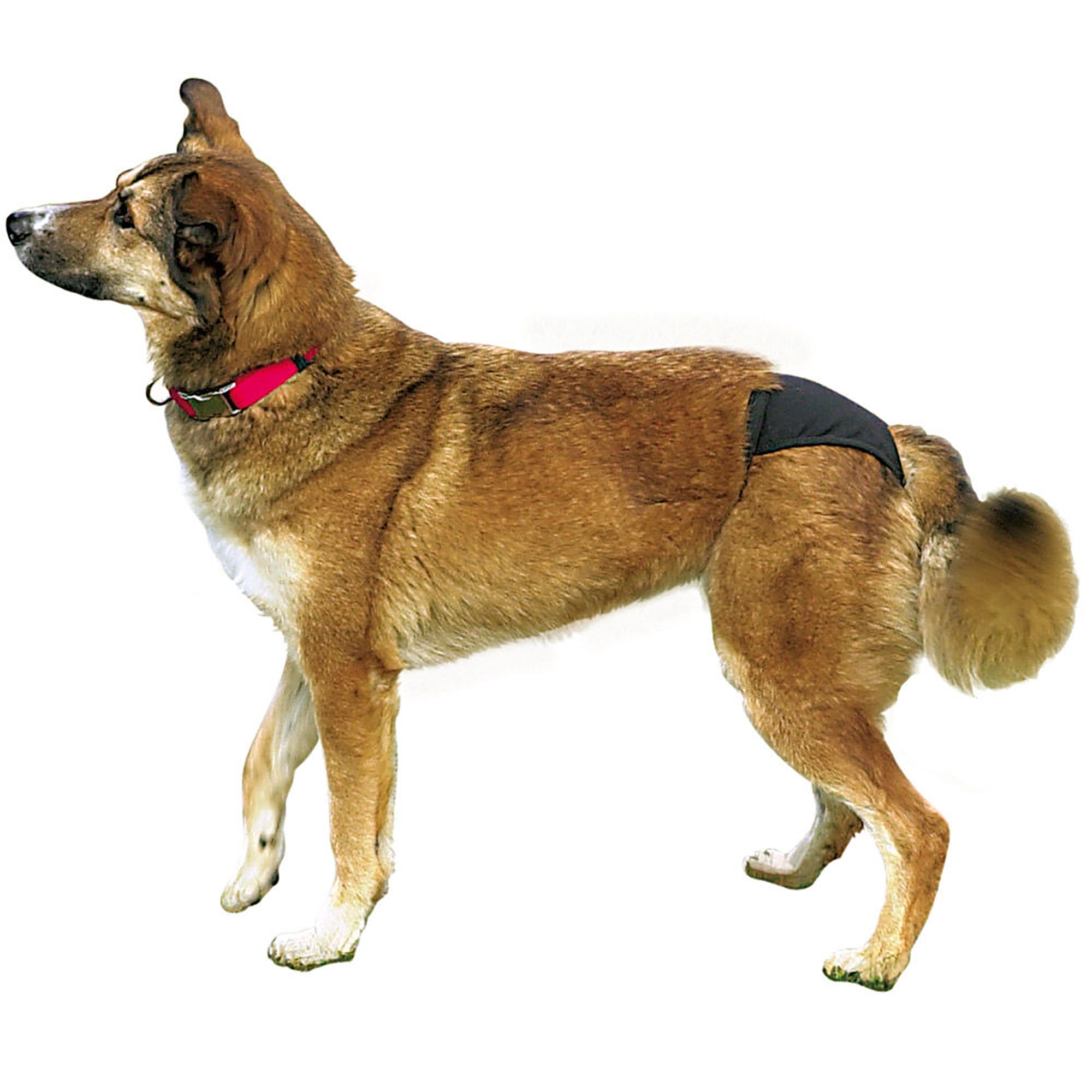 Schwarze Schutzhose am Hund. Seitliche Ansicht. Das Produkt bedeckt den Bauchbereich des Hundes.