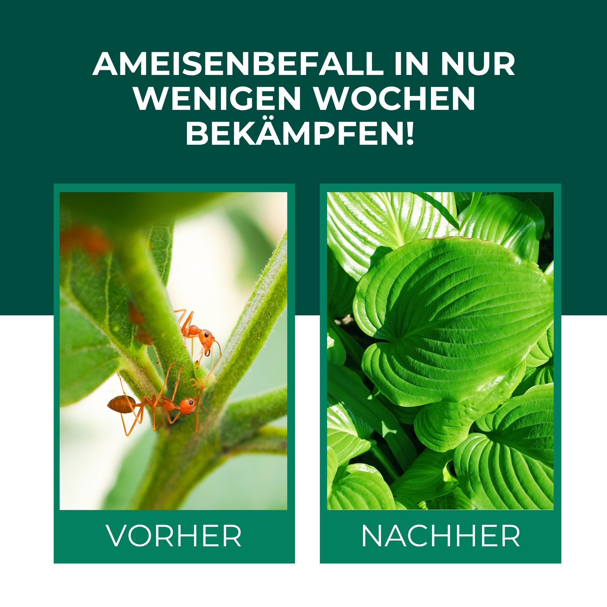 Vorher: Ameisen auf einem Pflanzenstiel. Nachher: Gesunde grüne Blätter.