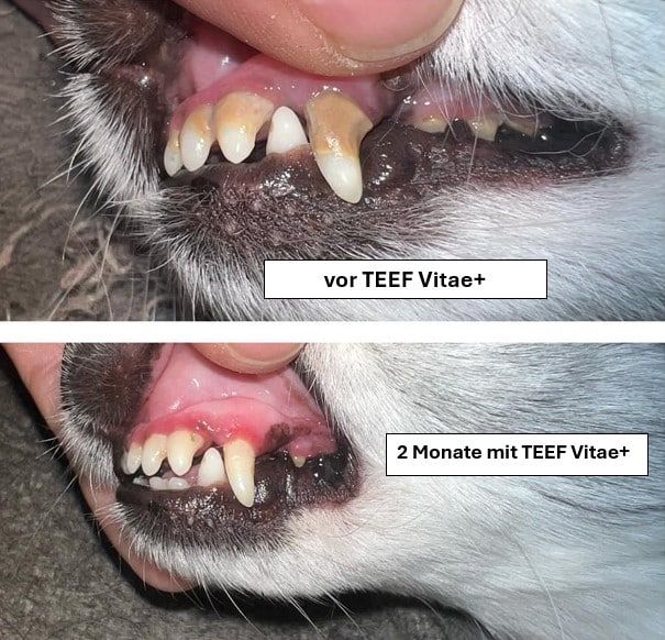Zwei Nahaufnahmen von Hundegebissen. Oben: Zähne vor der Behandlung. Unten: Zähne nach 2 Monaten Behandlung.