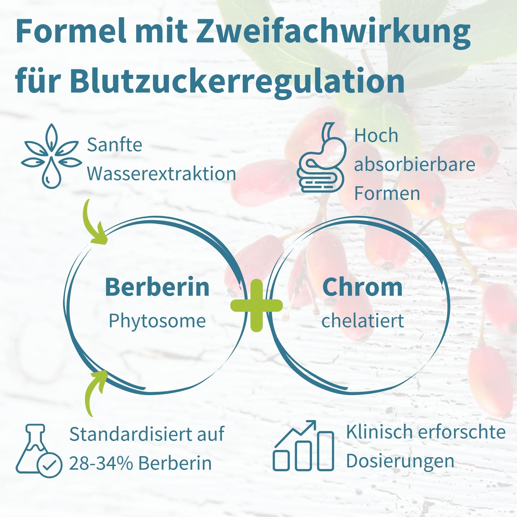 Grafik mit Kreisen und Text. Berberin Phytosom und Chrom. Pfeile und Diagramme zeigen die Wirkungsweise.