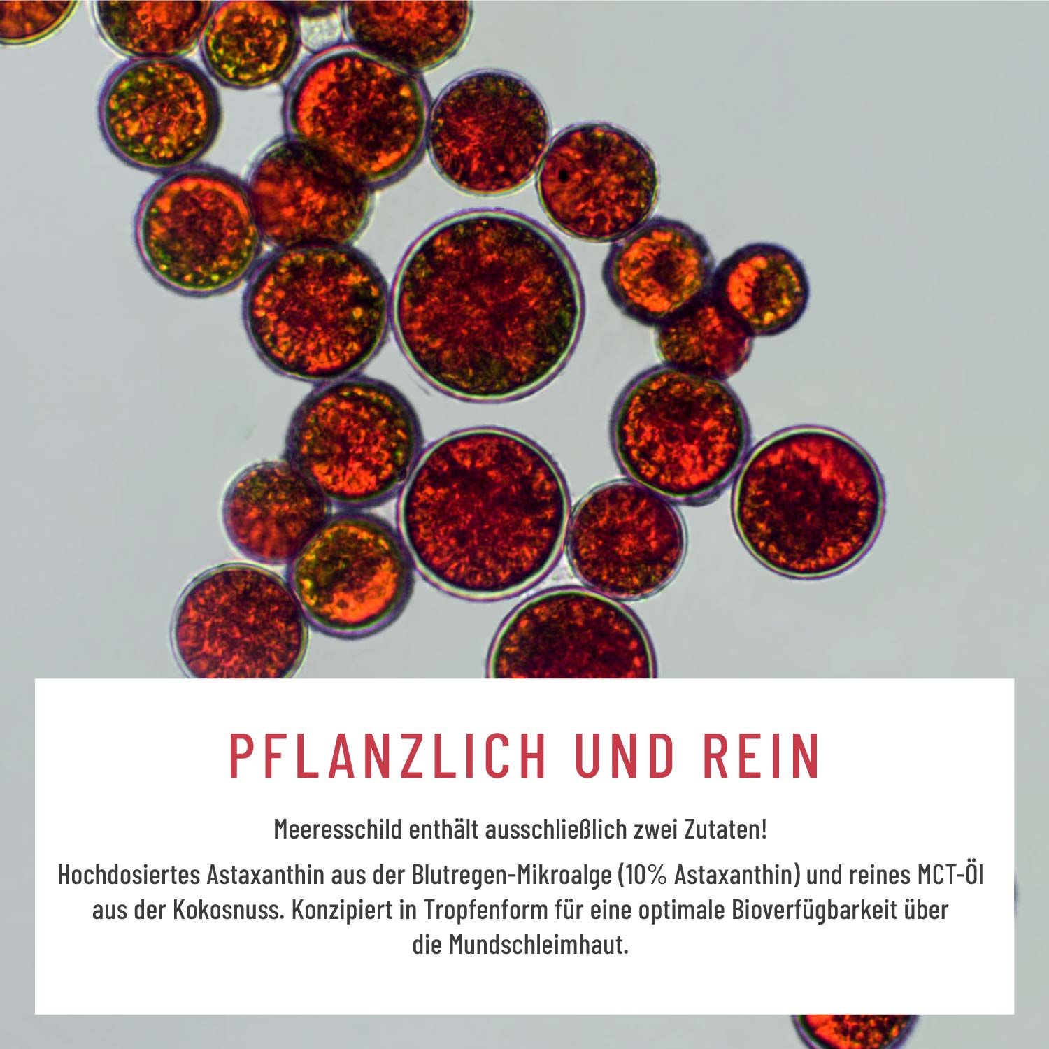 Nahaufnahme von roten, runden Mikroalgen. Text: Pflanzlich und rein. Meereschild enthält ausschließlich zwei Zutaten!