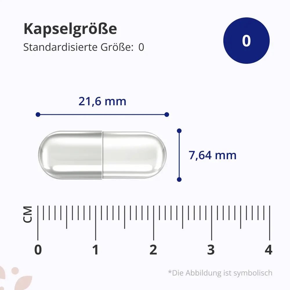 Eine einzelne Kapsel Phosphatidylserin, Größe 21,6 mm x 7,64 mm. Skala zeigt Zentimeter.