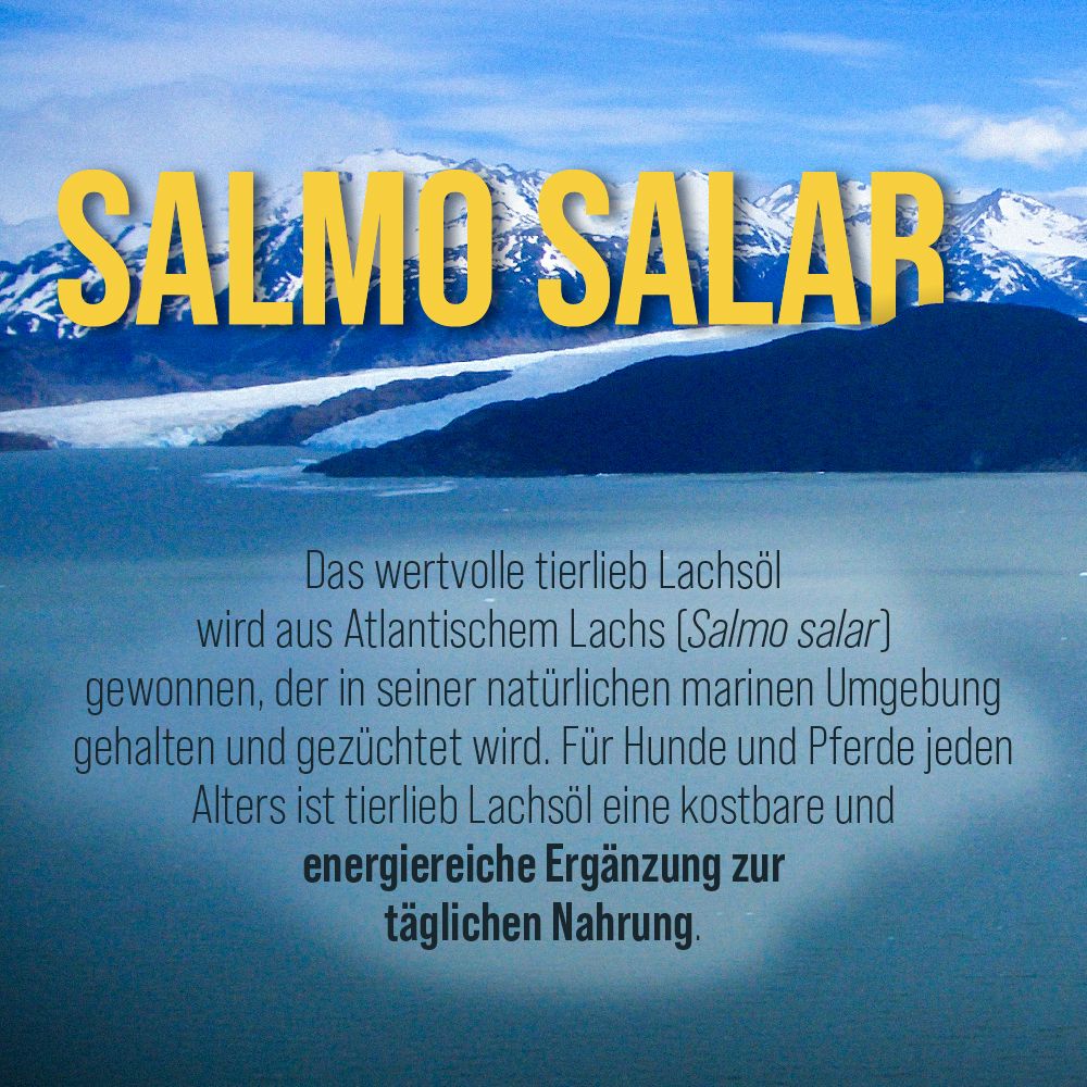 Werbebild mit Landschaft und Text: Salmo Salar. Lachsöl aus Atlantischem Lachs. Für Hunde und Pferde. Energetische Ergänzung.