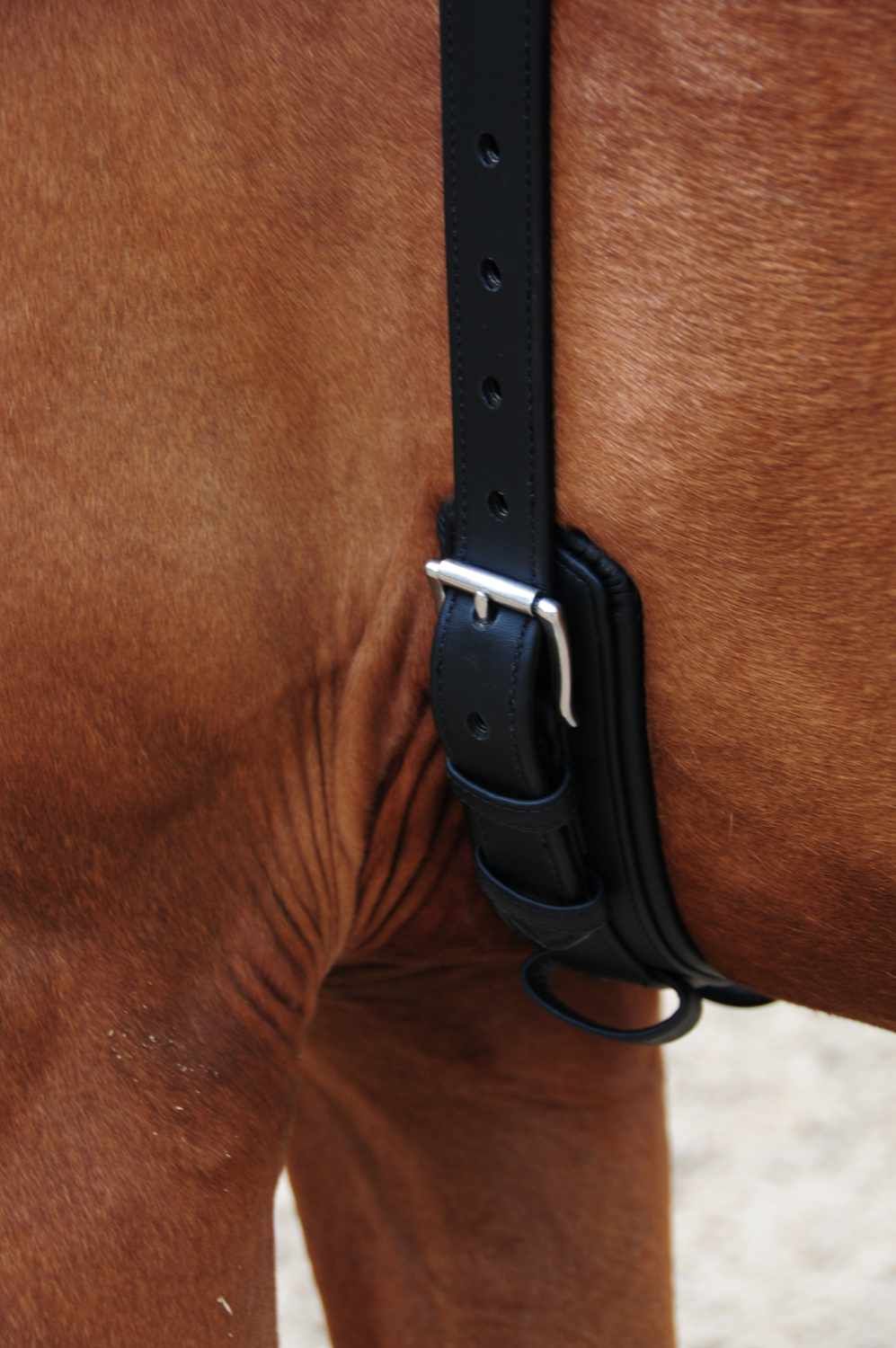 Schwarzer Longiergurt mit Schnalle und Löchern. Detailaufnahme am Pferd.