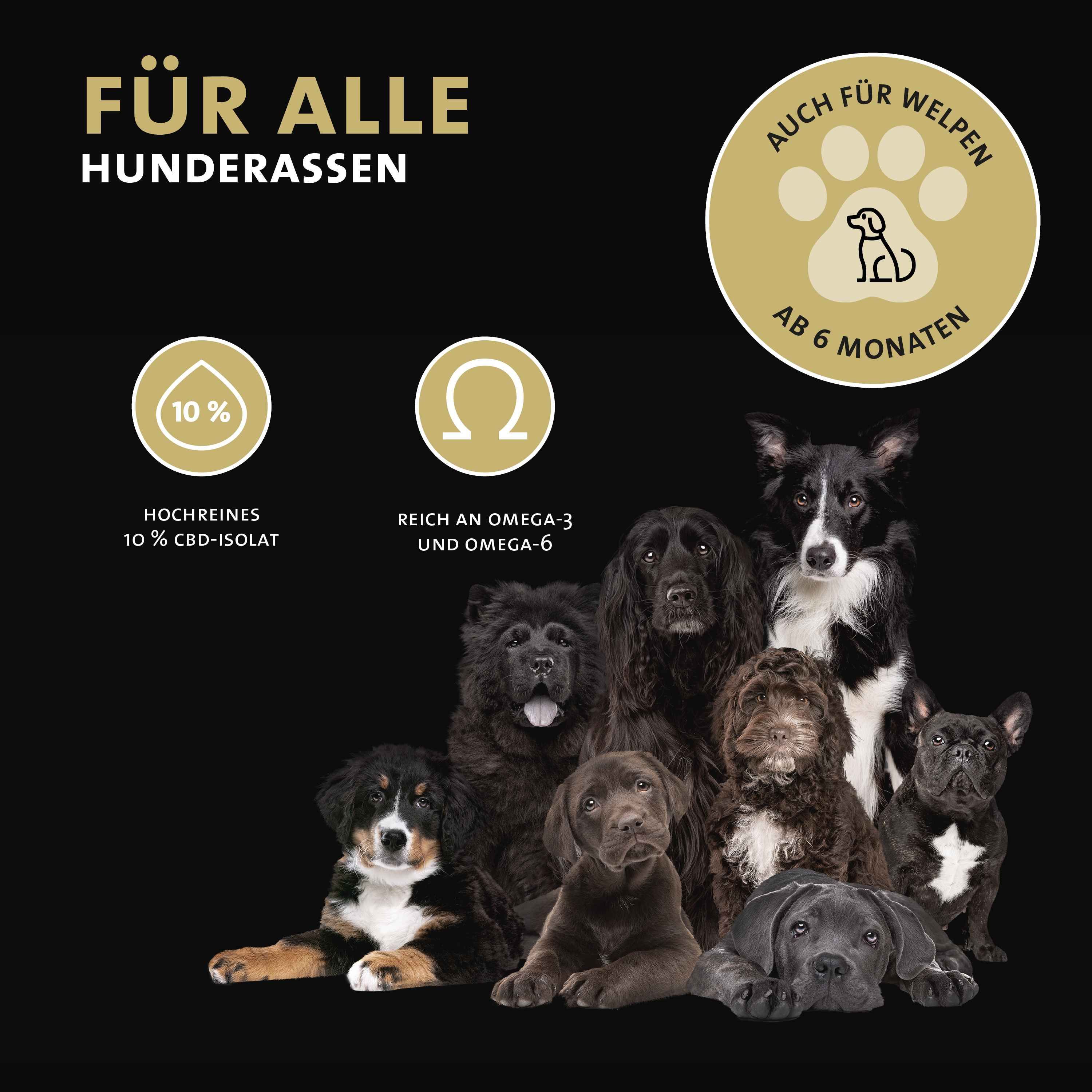 Verschiedene Hunde. Text: Für alle Hunderassen, auch für Welpen ab 6 Monaten. Logos: 10% CBD-Isolat, reich an Omega-3 und Omega-6.