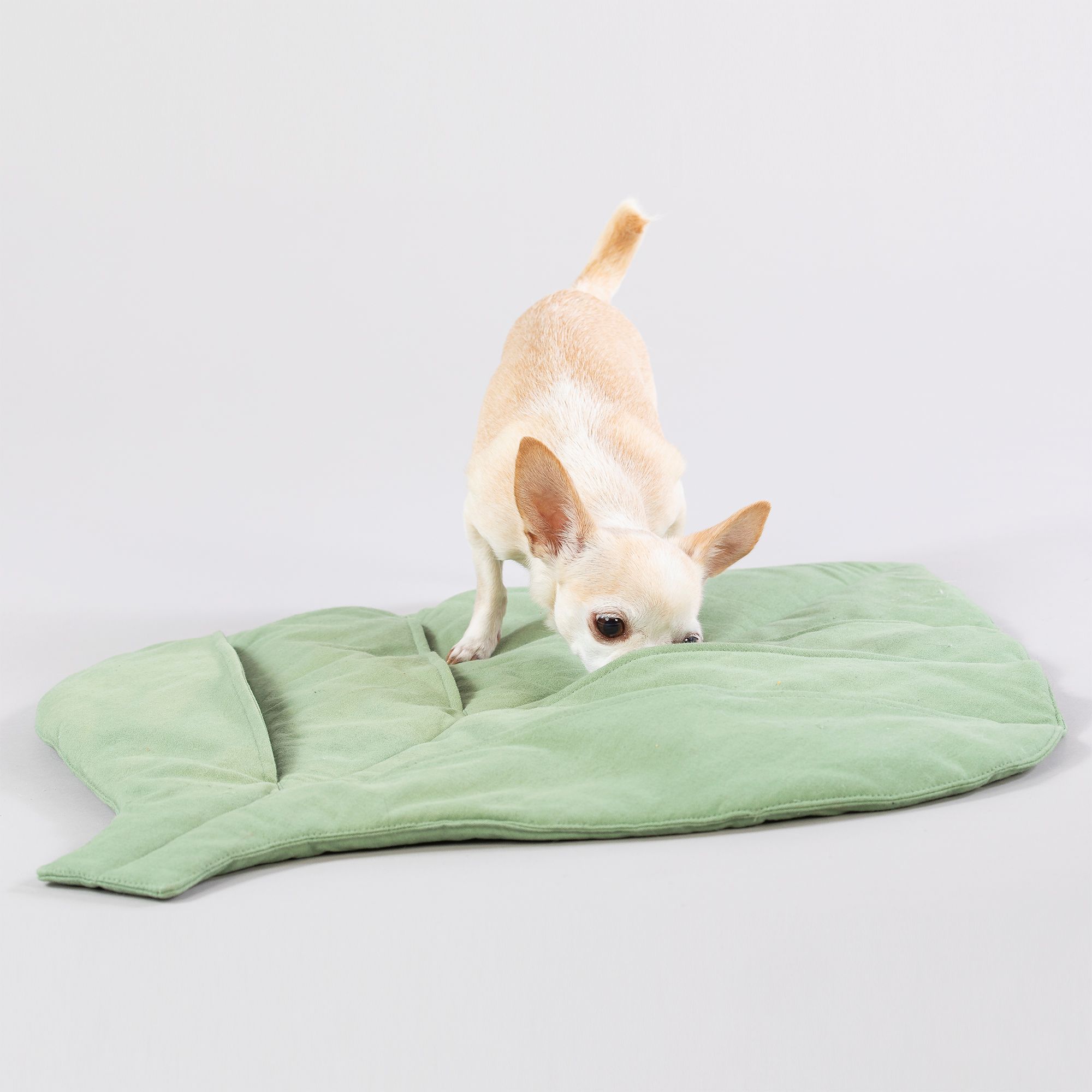 Kleiner Hund auf einer grünen, blattförmigen Matte. Der Hund schnuppert am Mattenrand.