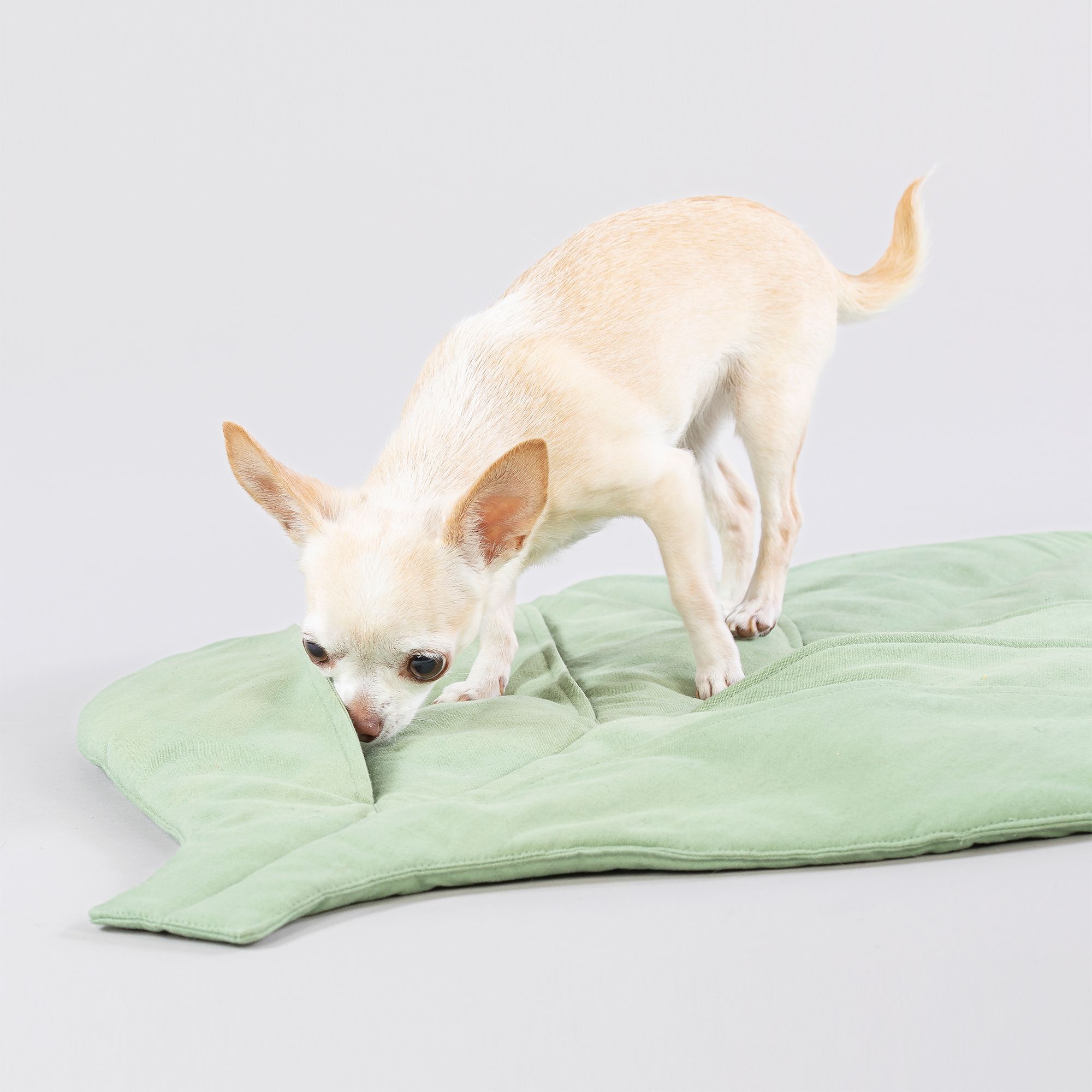 Kleiner Hund auf einer grünen, blattförmigen Matte. Der Hund schnuppert am Mattenrand.