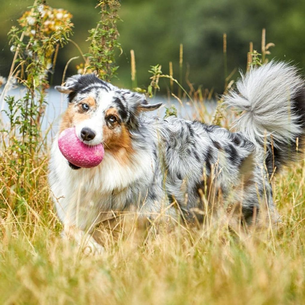 Hund mit rosa Spielzeug im Maul, steht im Gras. Fell: grau, schwarz, braun. Blaue Augen.
