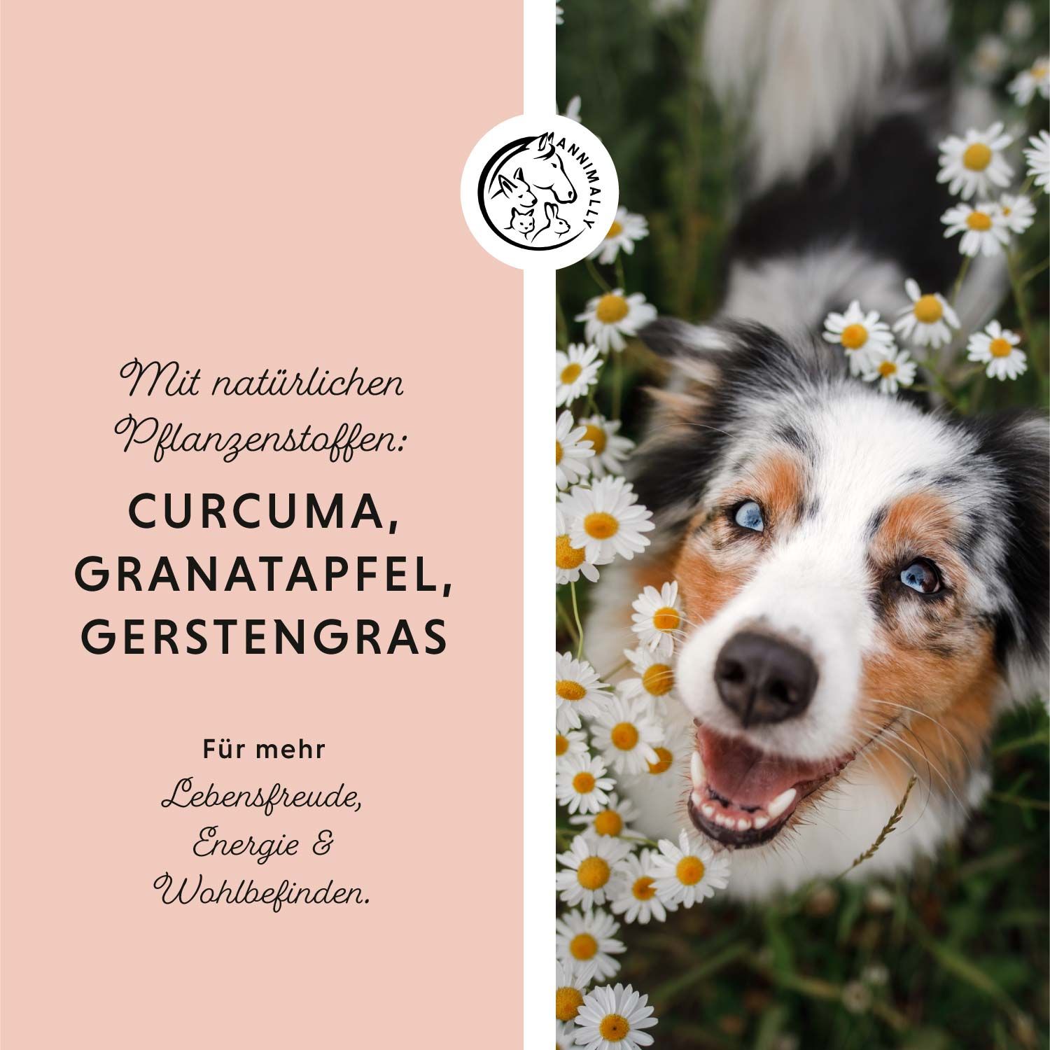 Ein Hund liegt in Gänseblümchen. Text: Curcuma, Granatapfel, Gerstengras für mehr Lebensfreude, Energie & Wohlbefinden.