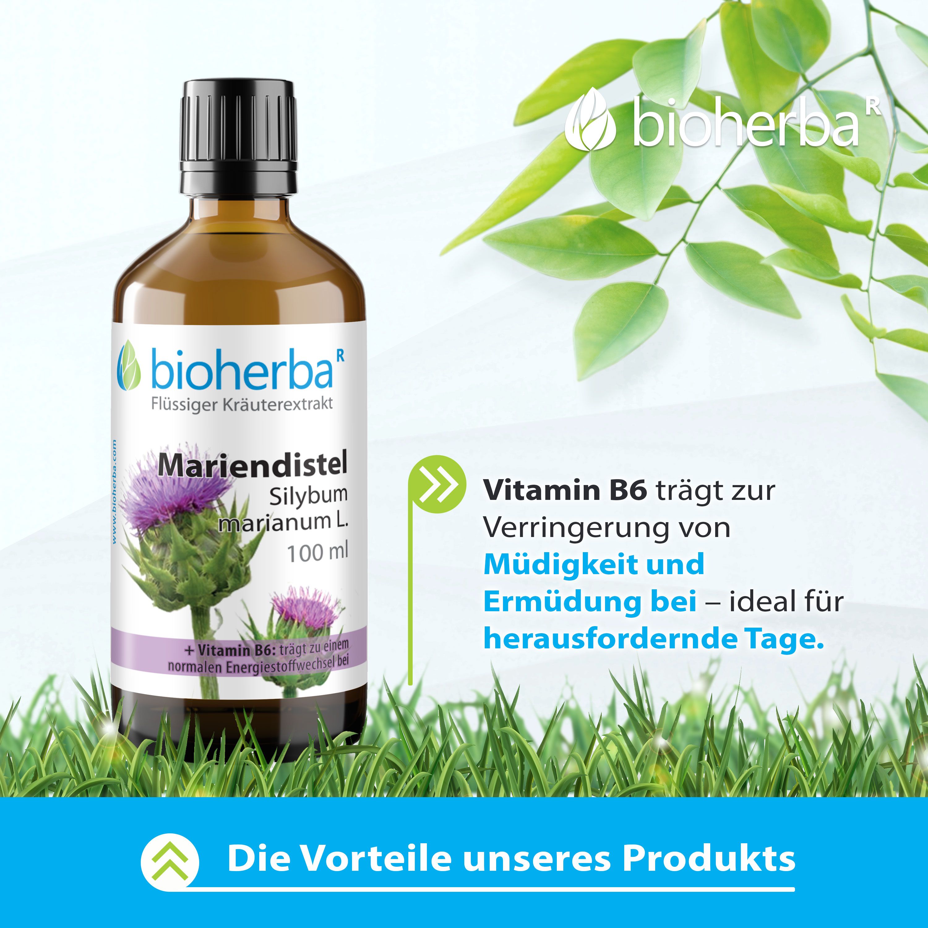 Braune Flasche Mariendistel Tinktur. Mit Blättern und Gras im Hintergrund. Enthält Vitamin B6. Hersteller: Bioherba.