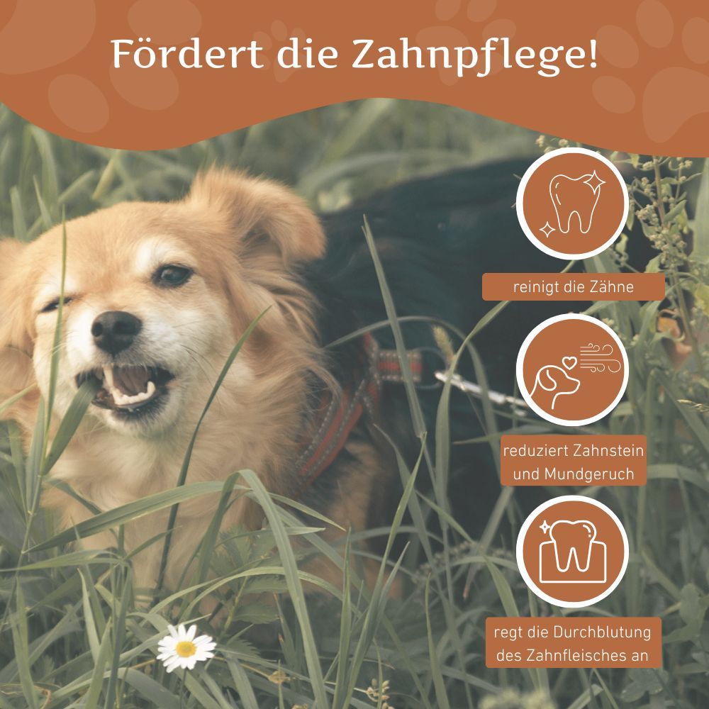 Hund im Gras, kaut auf einem Kaffeeholz-Kaustab. Grafiken zeigen Zahnreinigung, weniger Zahnstein und Mundgeruch.