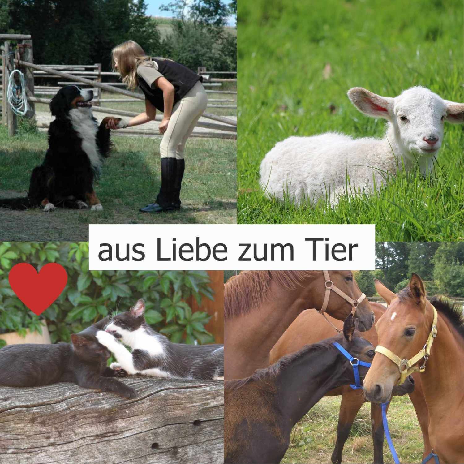 Collage mit Tieren: Hund, Lamm, Katze, Pferde. Text: Aus Liebe zum Tier.