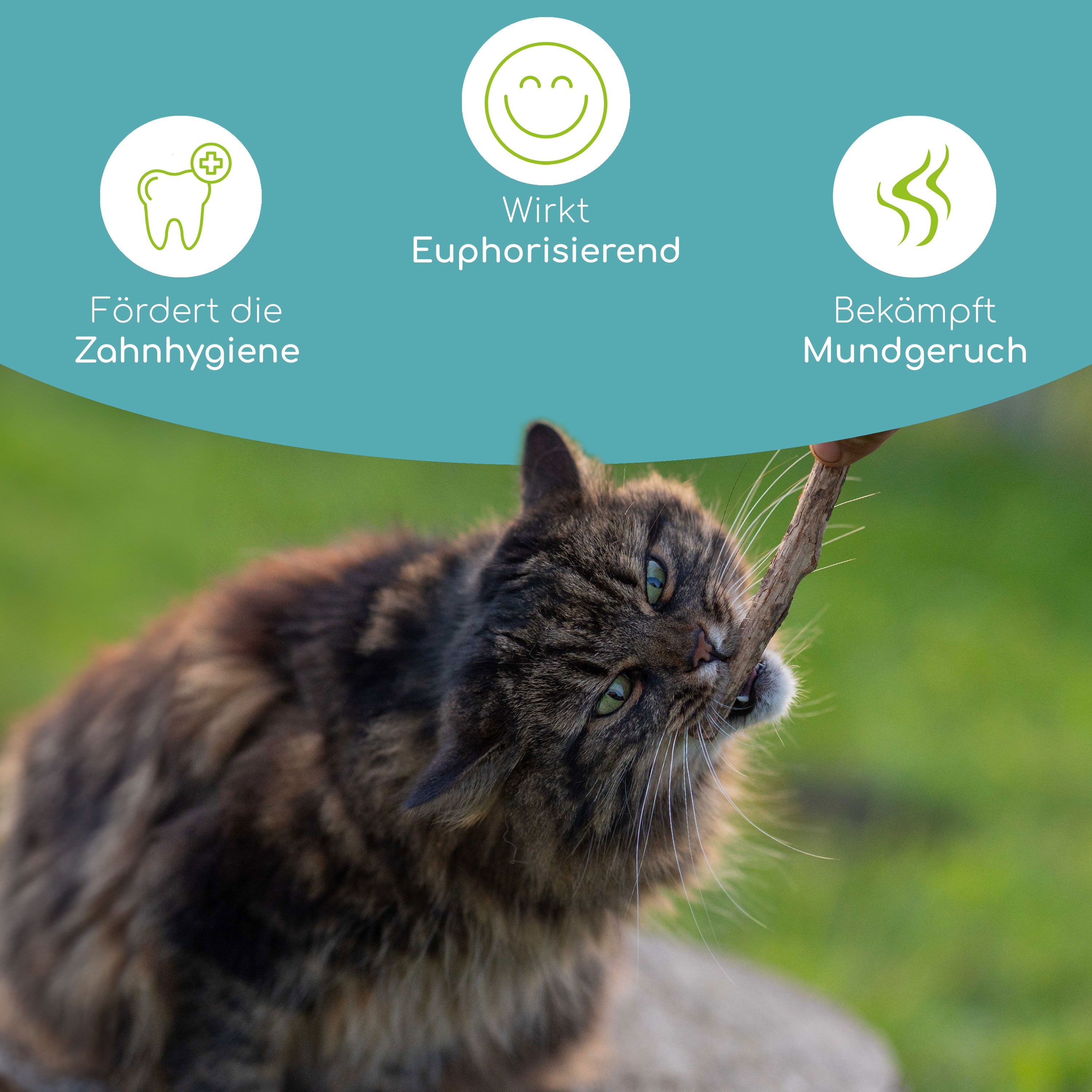 Katze beißt auf einen Matatabi-Stick. Icons: Zahnhygiene, euphorisierend, bekämpft Mundgeruch.