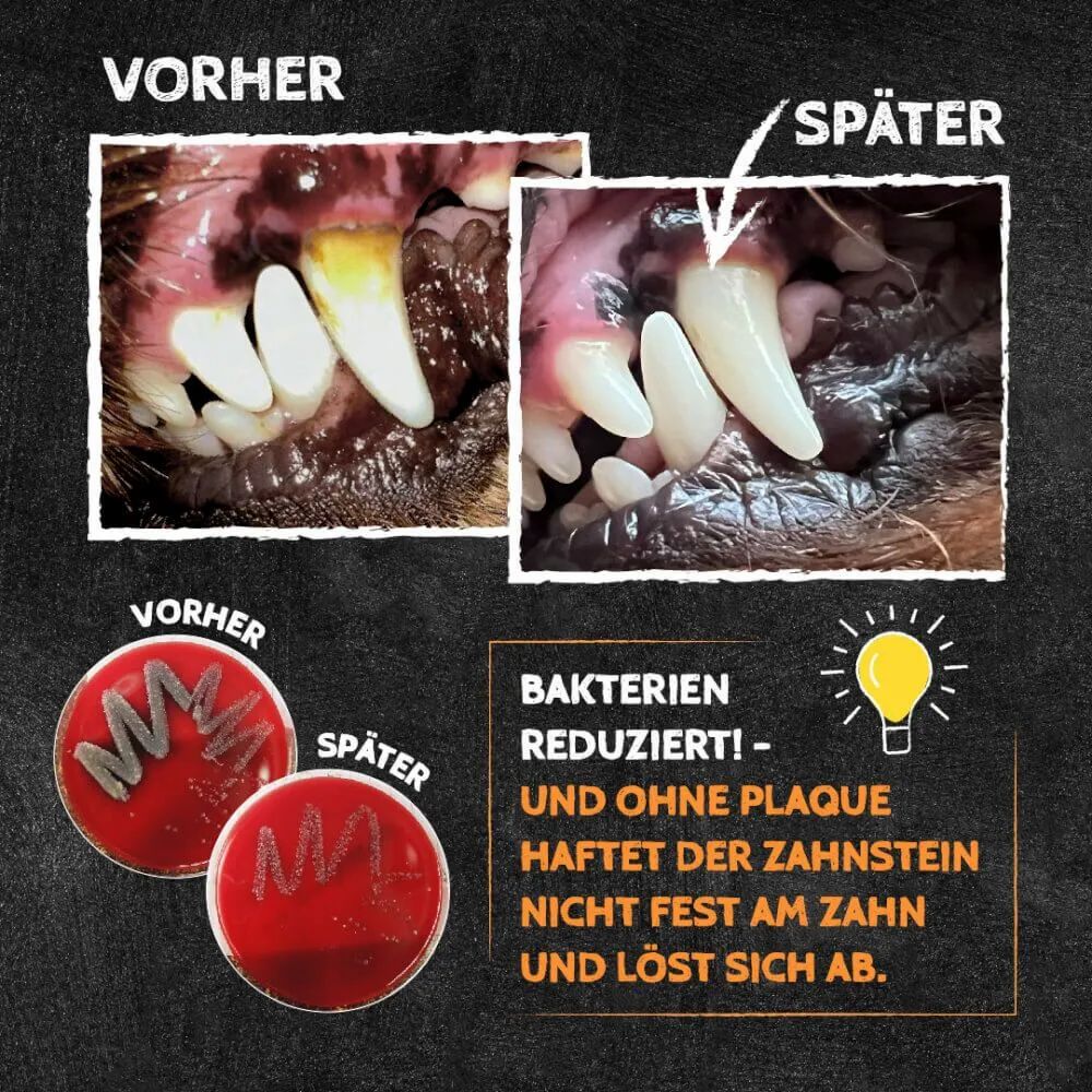 Vorher-Nachher-Vergleich: Hundezähne. Oben: Zähne sauber. Unten: Bakterien reduziert, Zahnstein löst sich. Rote Petrischalen.