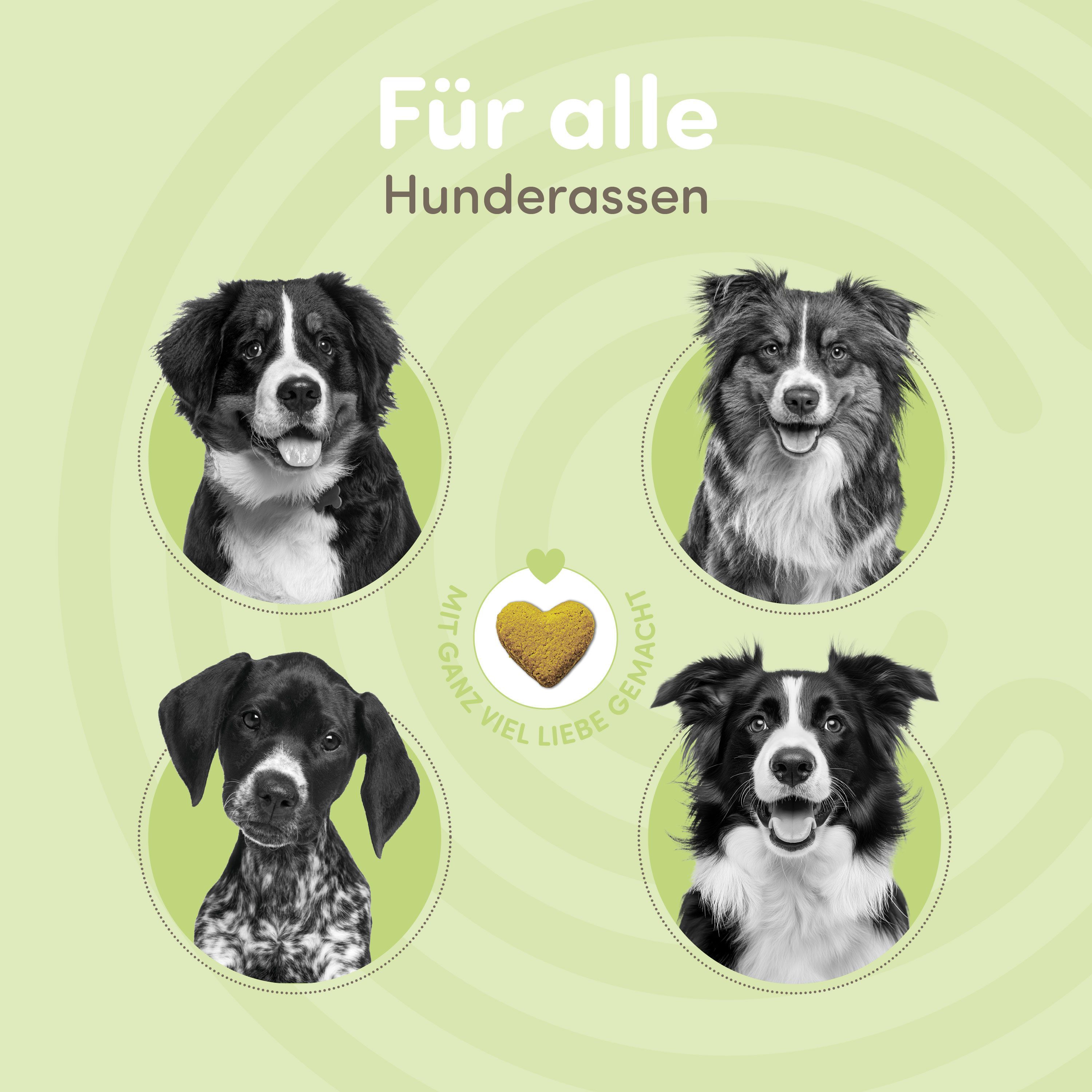 Vier Hundeporträts in Kreisen. Ein Herz-Keks ist in der Mitte.