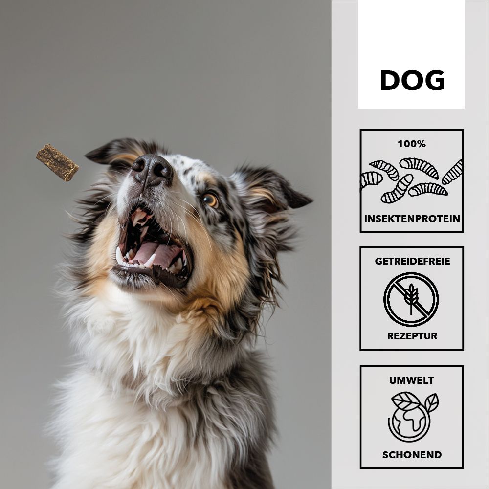 Hund fängt Snack. Text: DOG, 100% Insektenprotein, getreidefreie Rezeptur, umweltschonend.