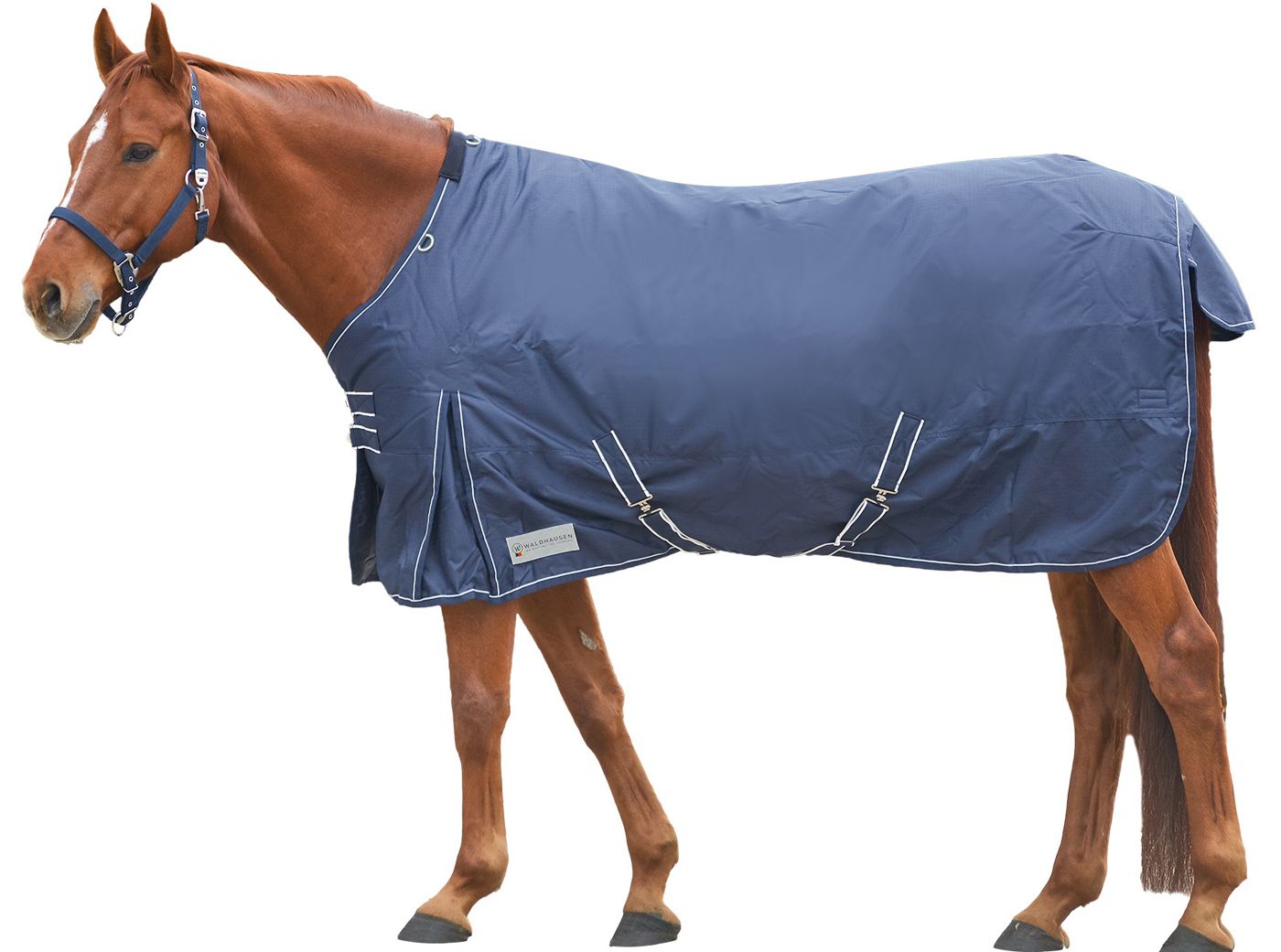 Blaues Pferdedecke auf braunem Pferd. Weiße Riemen und Schnallen.