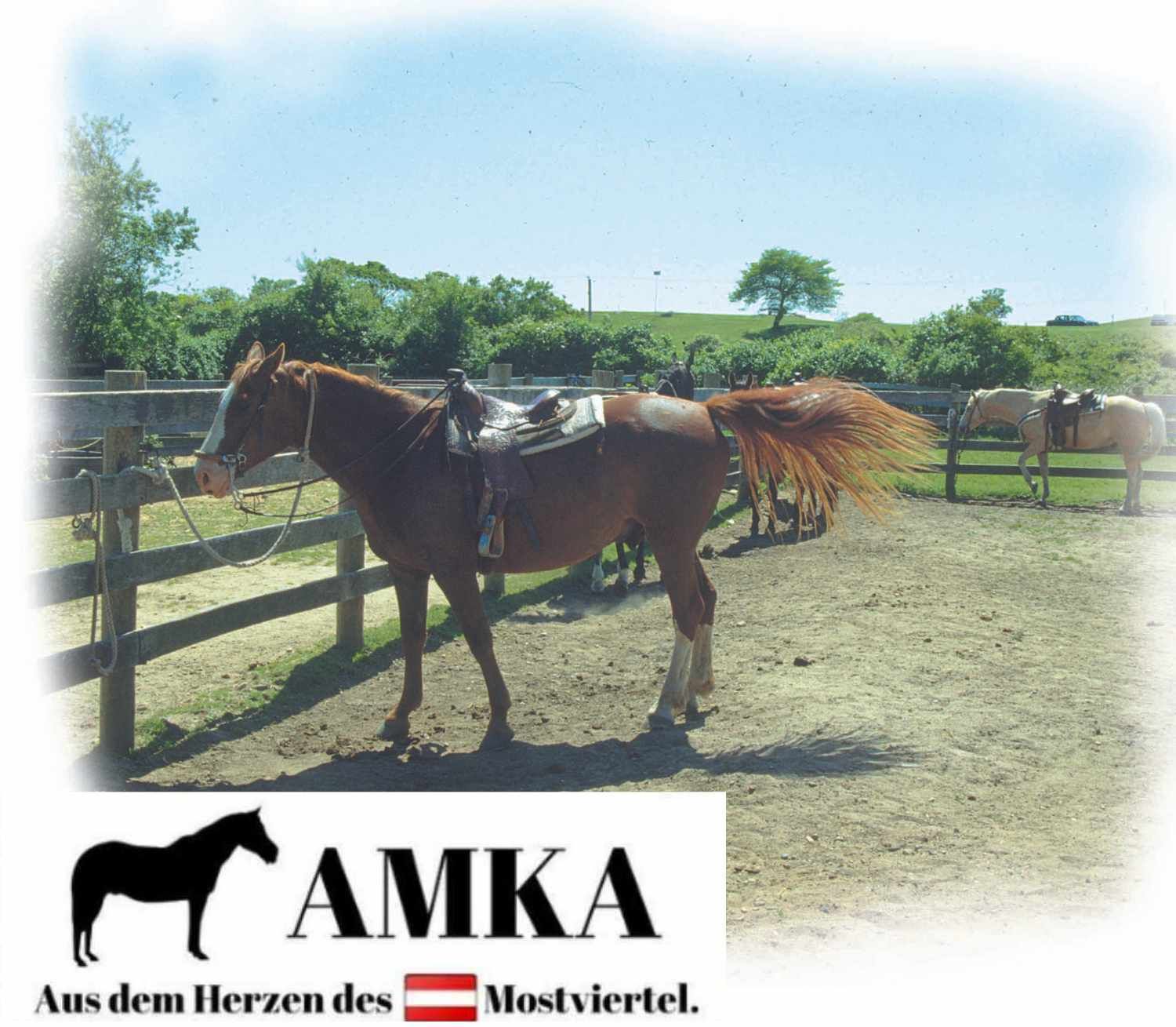 AMKA Western Stirrup Straight