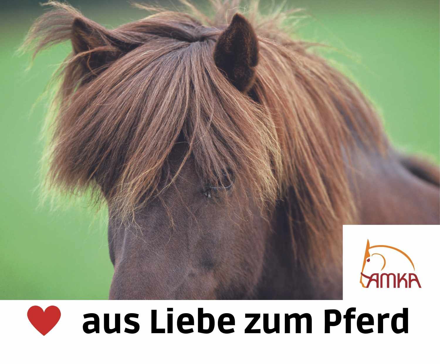 Nahaufnahme eines Pferdekopfes. Logo AMKA. Text: aus Liebe zum Pferd.