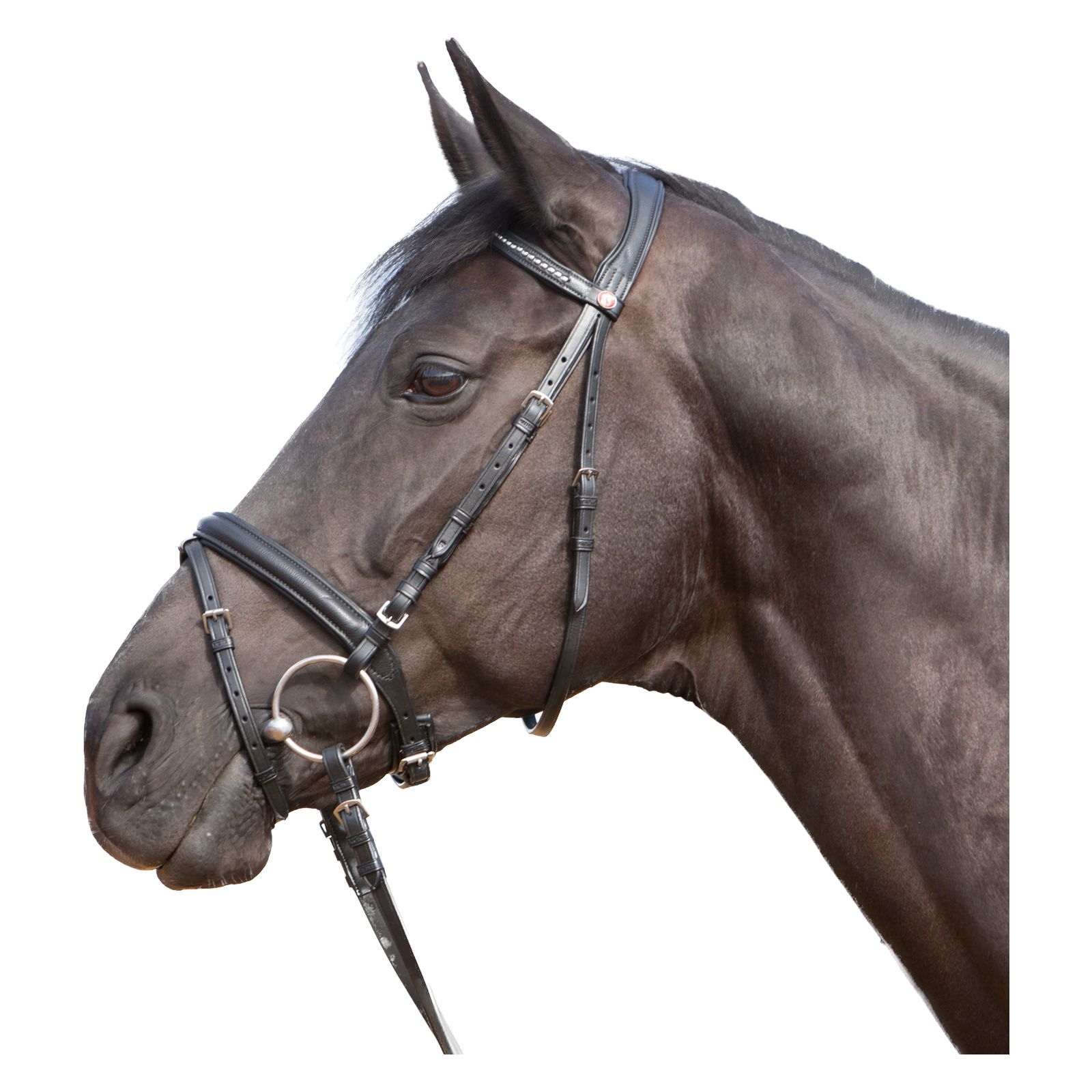 Schwarzer Kieffer Trensenzaum Ultrasoft an einem Pferdekopf. Leder, Metallbeschläge, Ringe und Riemen.