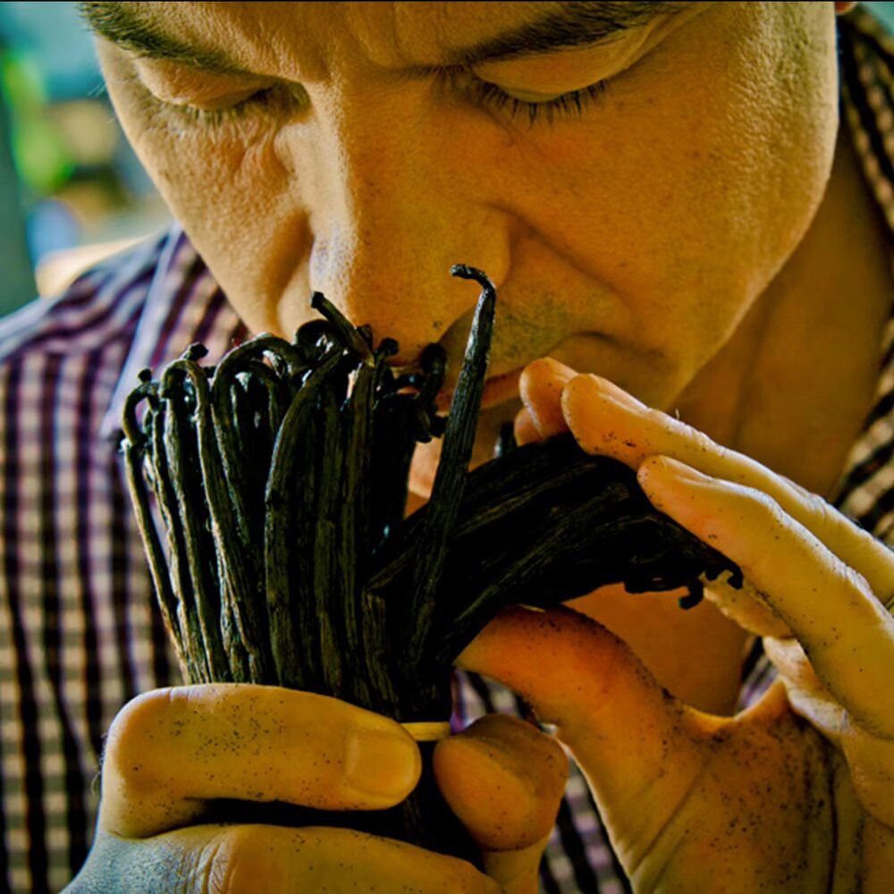 Mann riecht an Vanilleschoten. Bündel von Schoten in seinen Händen. Gestreiftes Hemd.