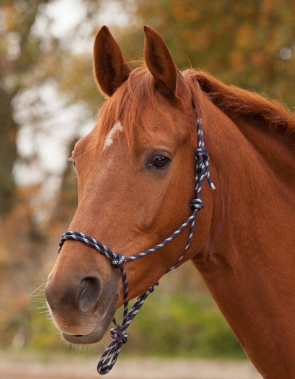 Braunes Pferd mit Knotenhalfter in Schwarz-Weiß. Nahaufnahme des Kopfes.