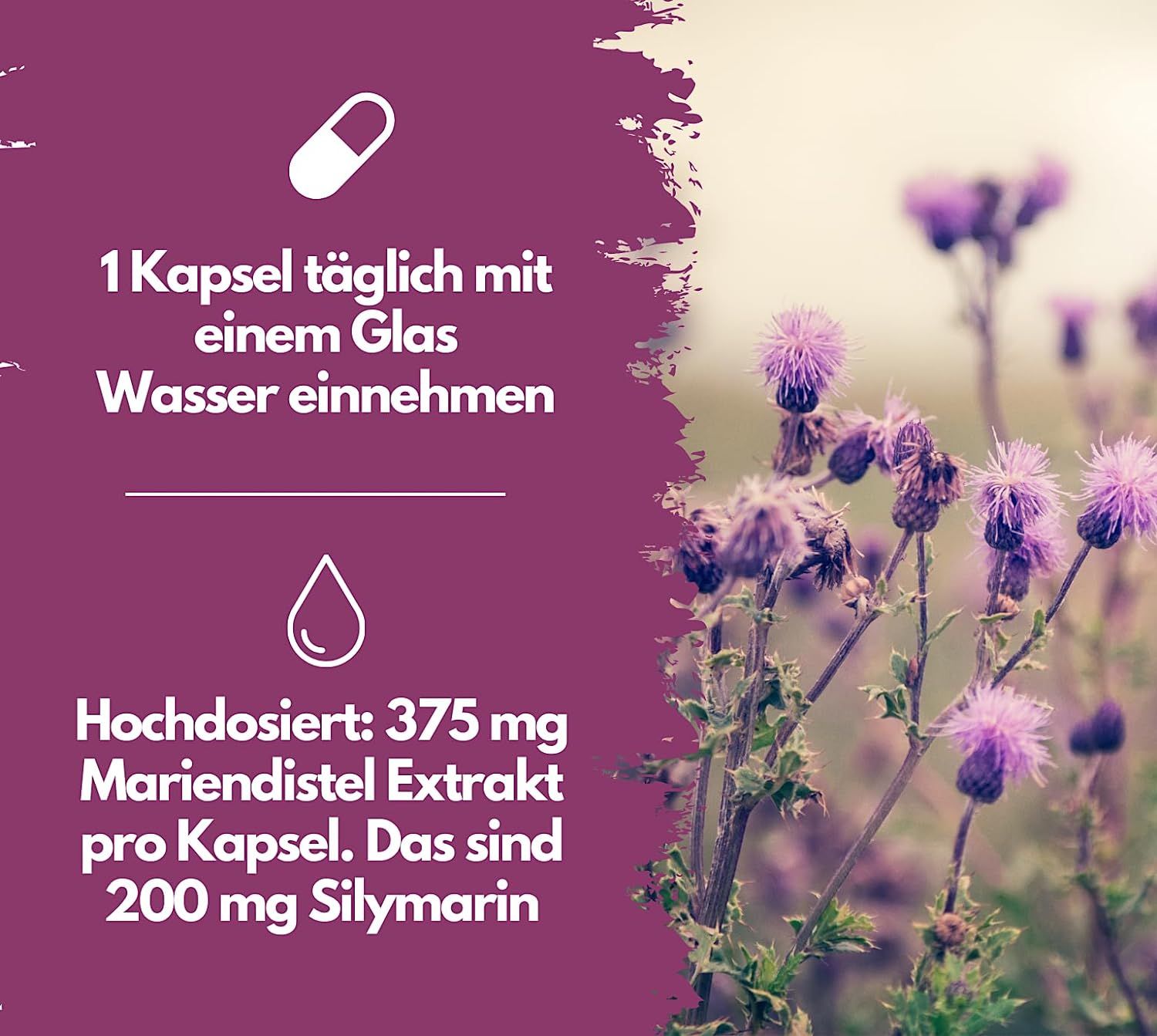 EXVital® Mariendistel Extrakt Kapseln - 60% Silymarin, hoch konzentriert