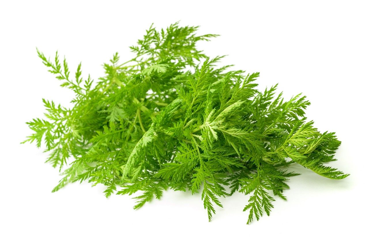 Frische Artemisia annua Pflanzenteile mit feinen, grünen Blättern.
