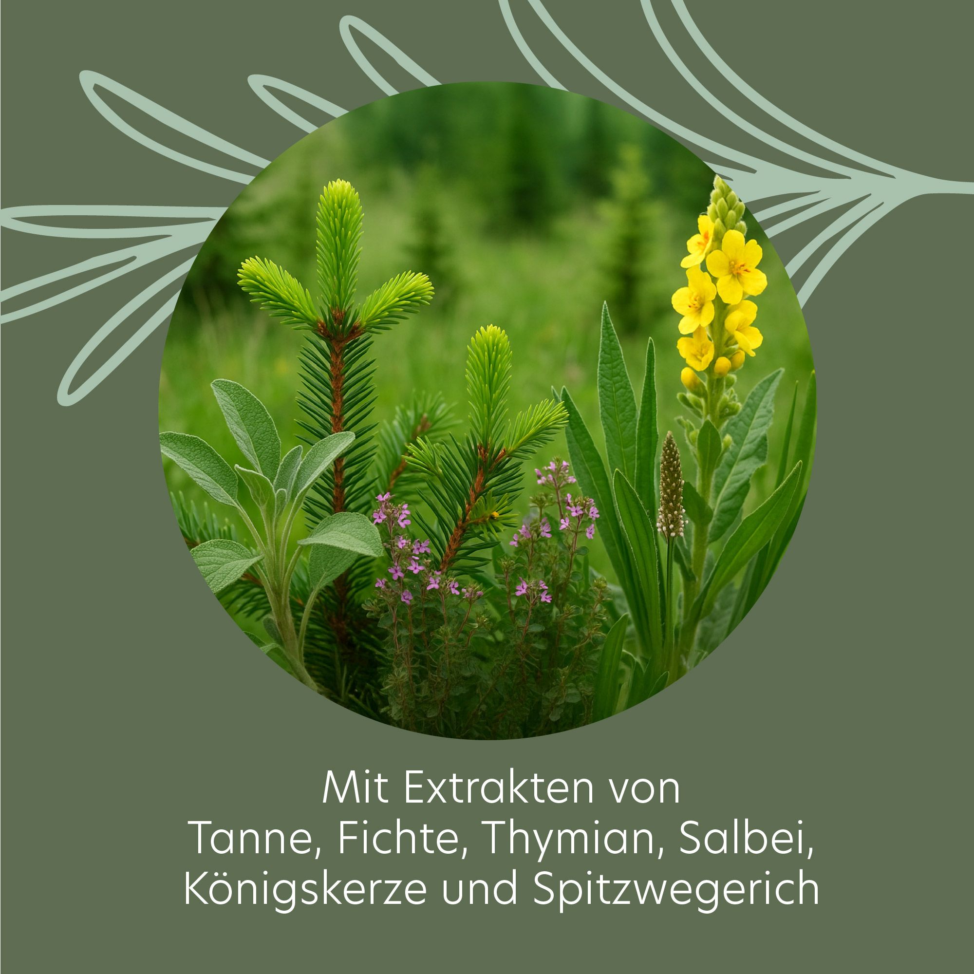 Kreisförmige Anordnung von Pflanzen: Tanne, Fichte, Thymian, Salbei, Königskerze und Spitzwegerich. Aufschrift: Mit Extrakten von...