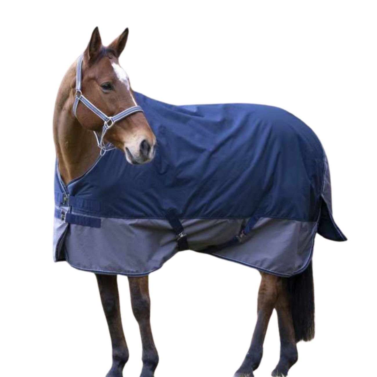 Pferdedecke, blau und grau, mit Schnallen und Riemen. Das Pferd steht vor weißem Hintergrund.