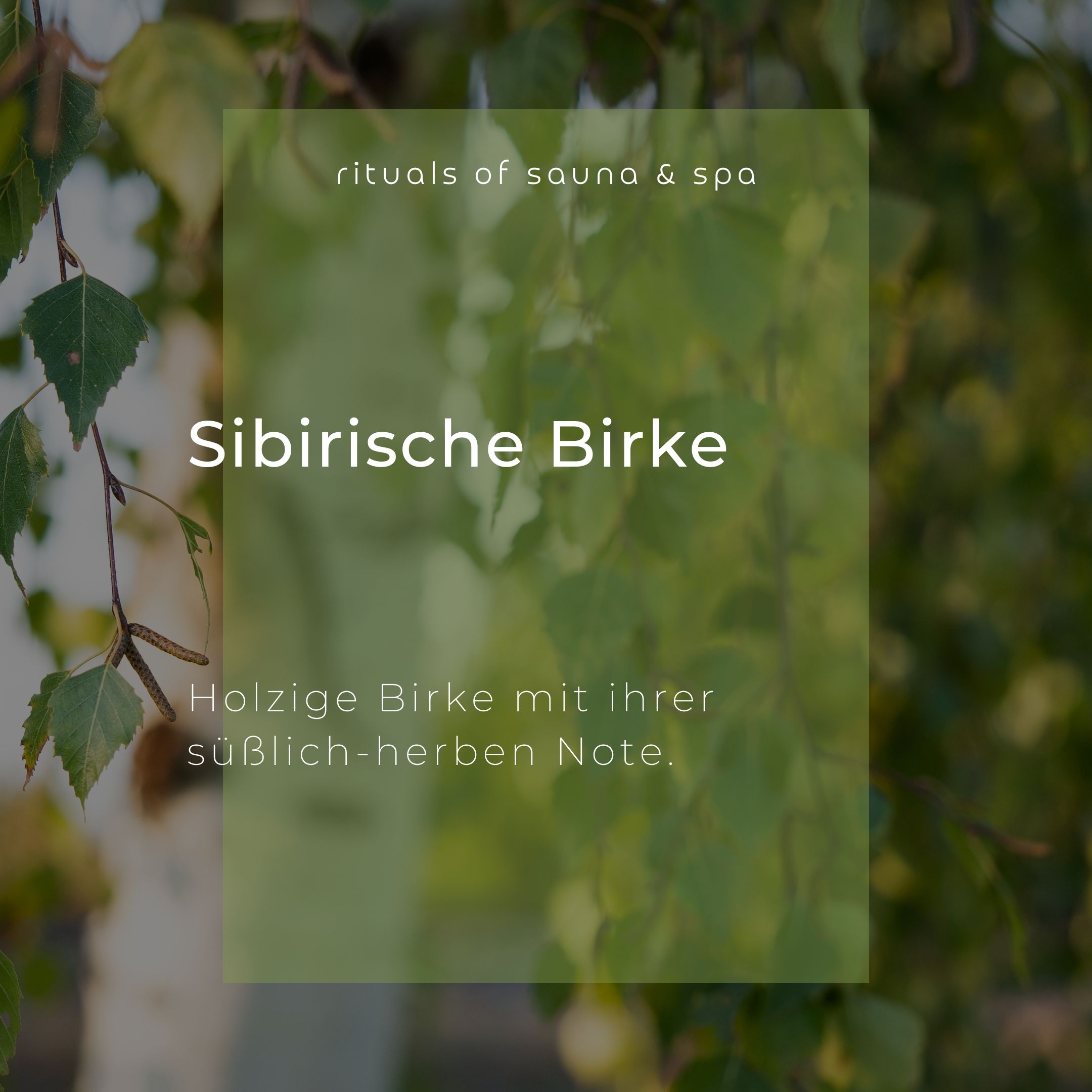 Text auf grünem Hintergrund: Sibirische Birke. Darunter: Holzige Birke mit ihrer süßlich-herben Note.