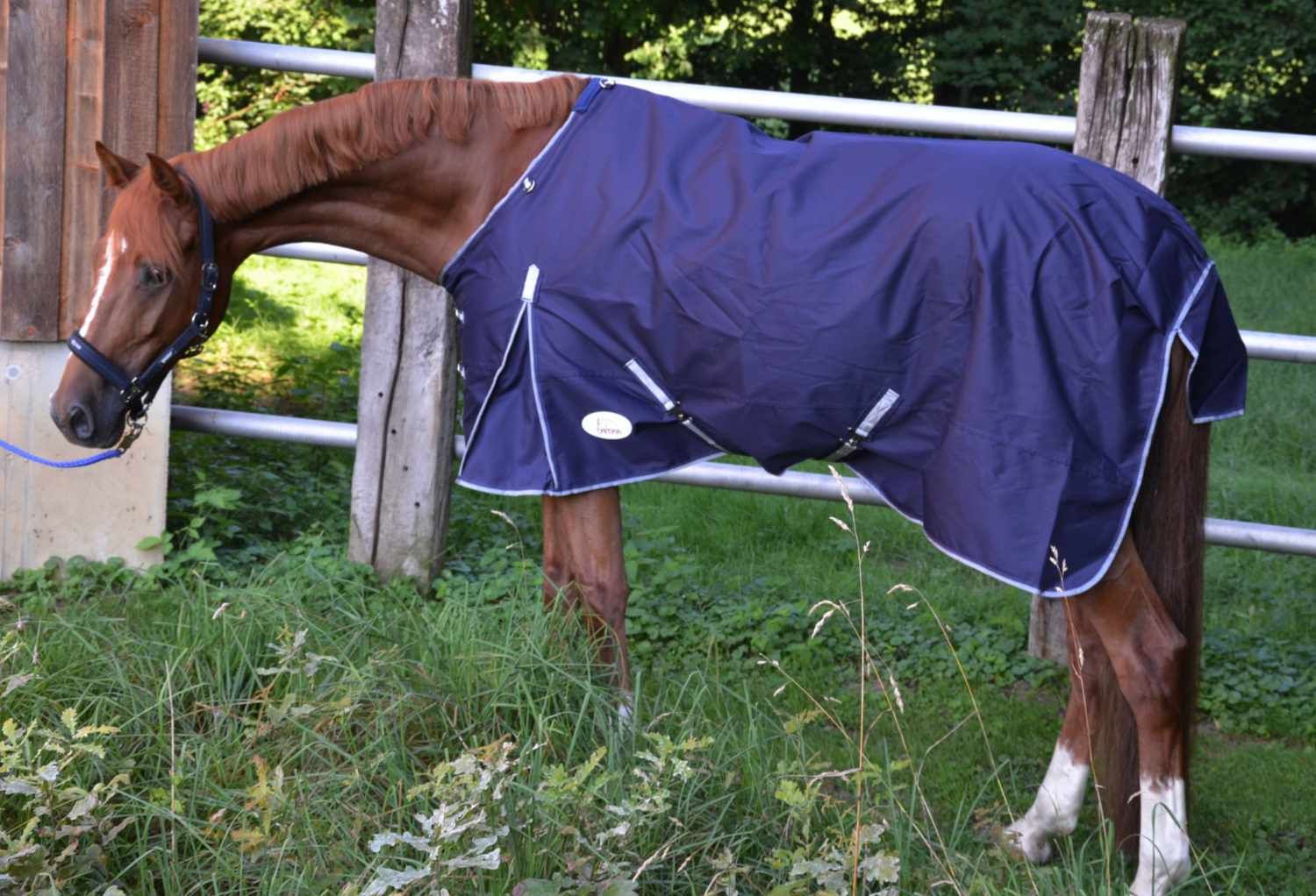 Pferdedecke, dunkelblau, auf einem Pferd. Weiße Ränder, Metallverschlüsse. Pferd im Profil, im Freien, vor Zaun und Büschen.