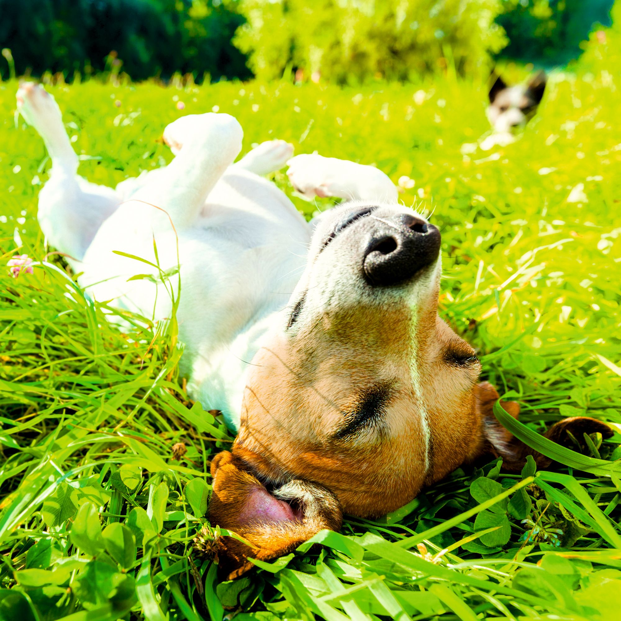 Ein Hund liegt auf dem Rücken im Gras. Ein weiterer Hund ist im Hintergrund zu sehen.