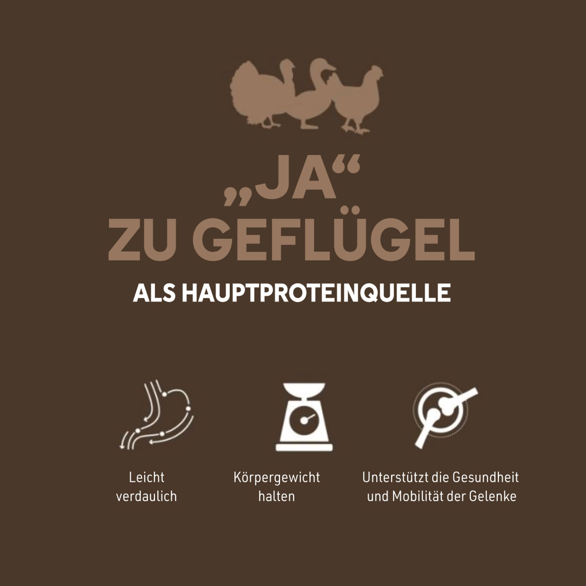 Braune Grafik mit Text und Symbolen. Text: Ja zu Geflügel als Hauptproteinquelle. Symbole: Verdauung, Gewicht, Gelenke.